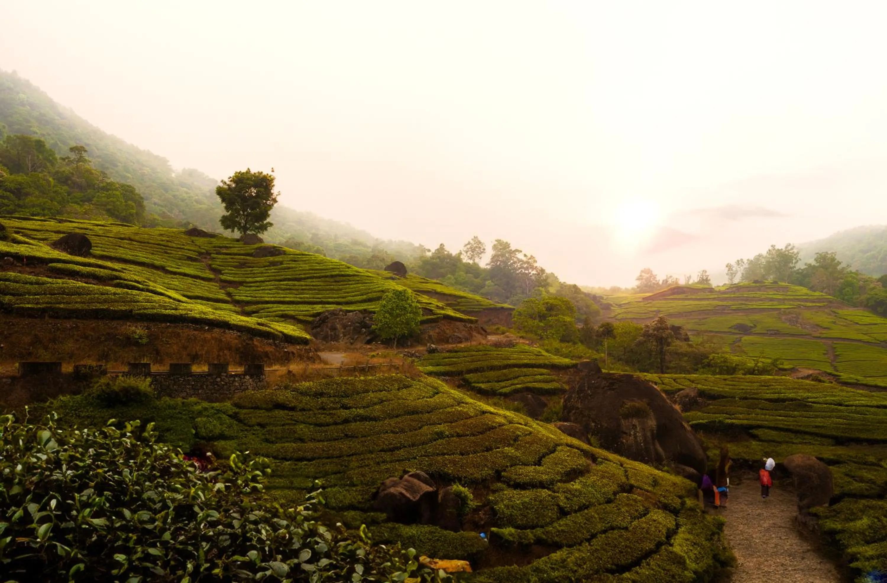 Activities in The Grand Cliff Resort Munnar
