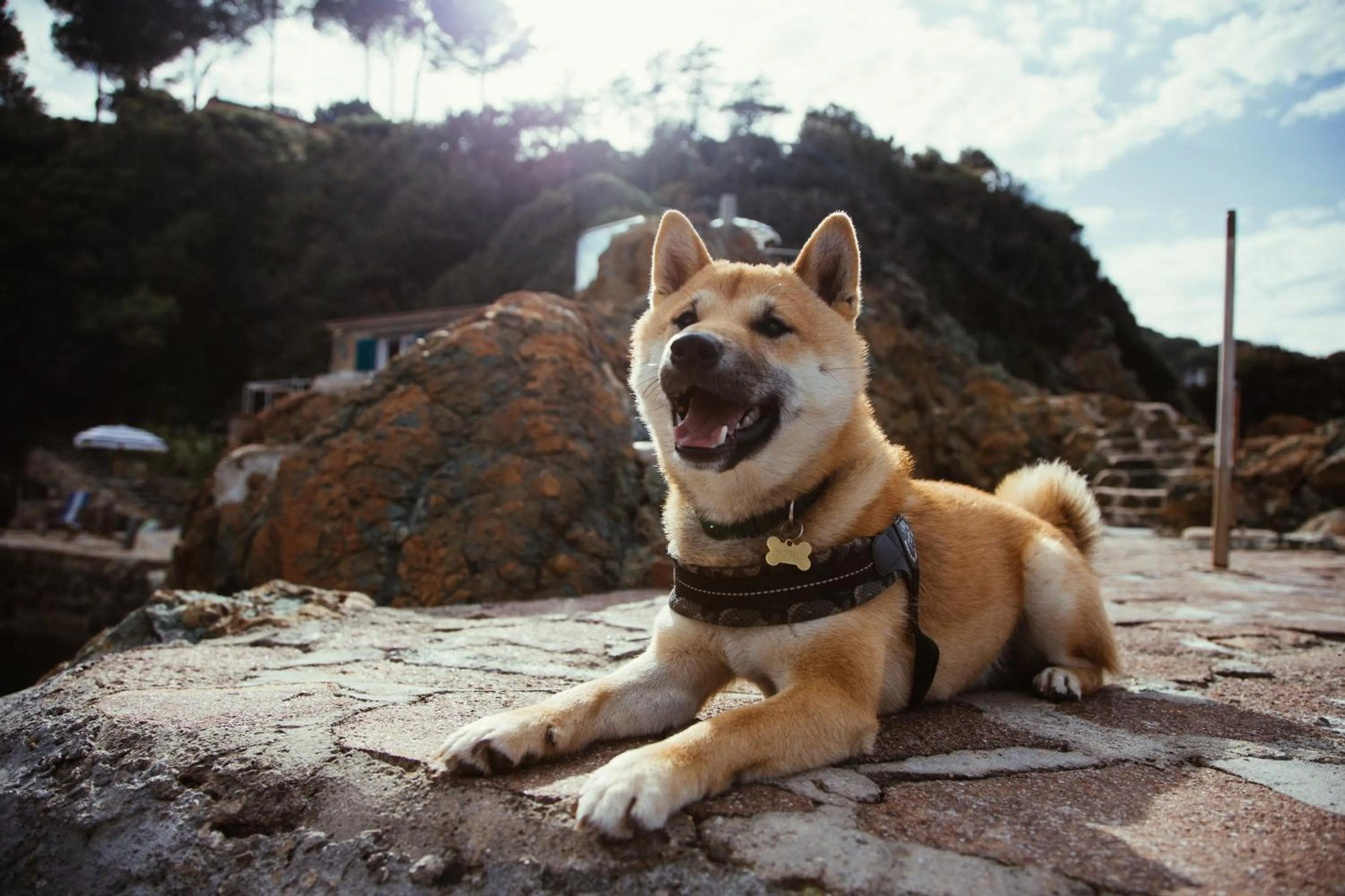 Pets in Residence Intur