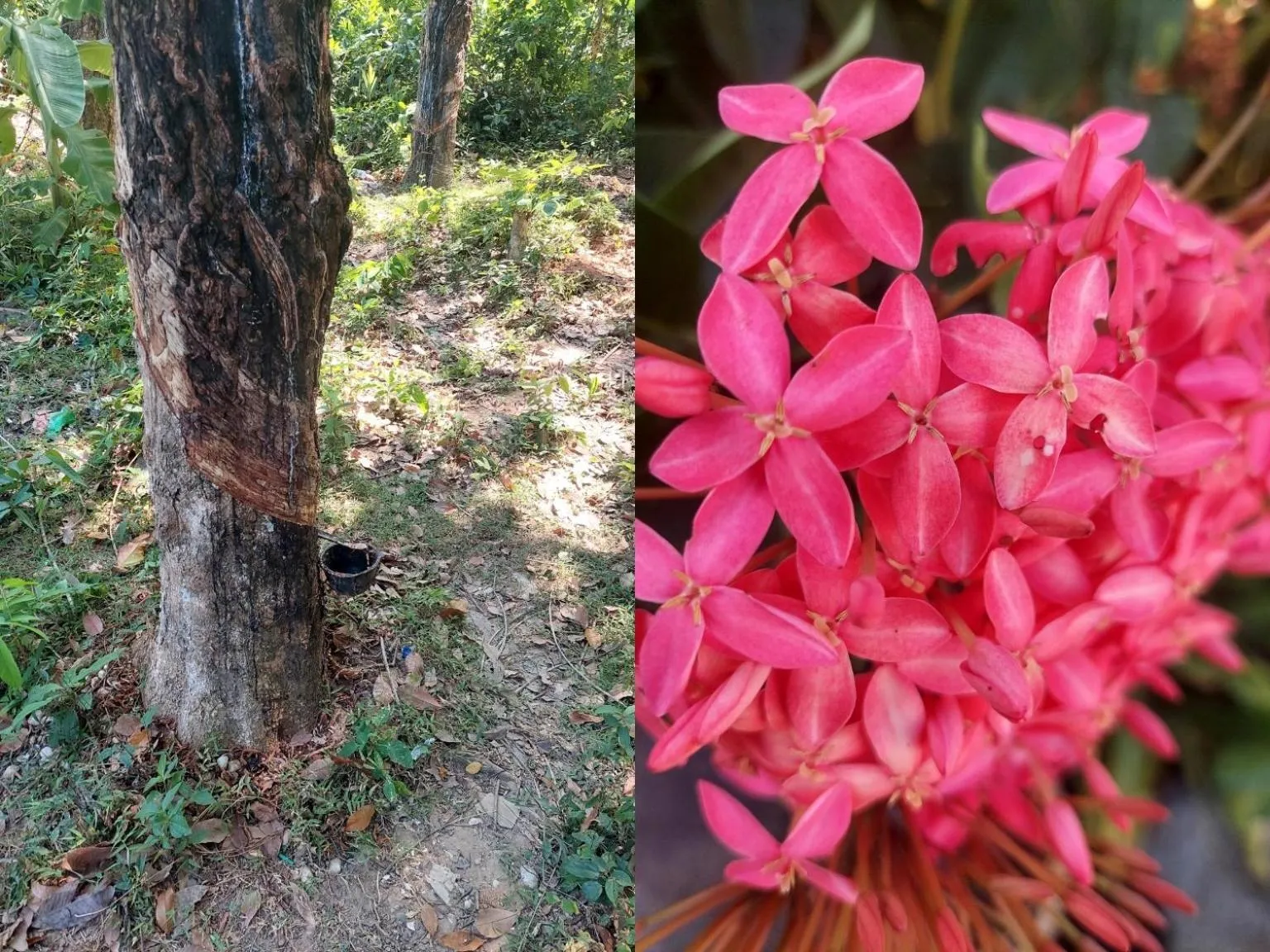 View (from property/room) in Heimat Garden - Your Home in Koh Yao Yai