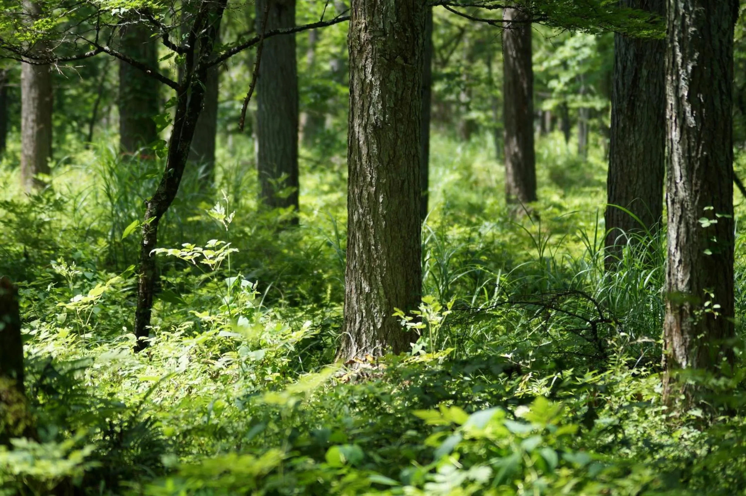 Natural landscape in PICA Fujiyoshida