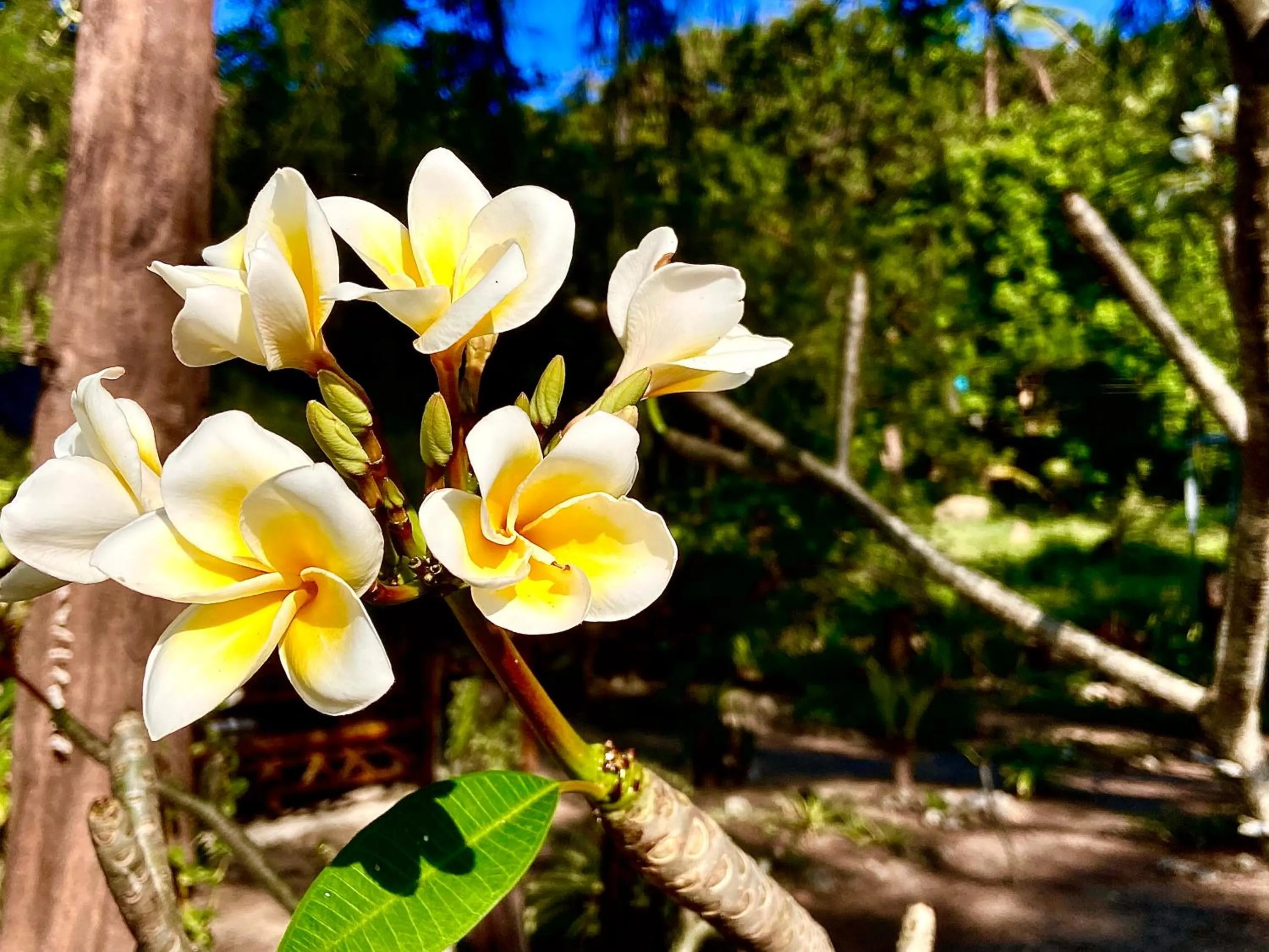 Garden in Secret Beach Bungalows