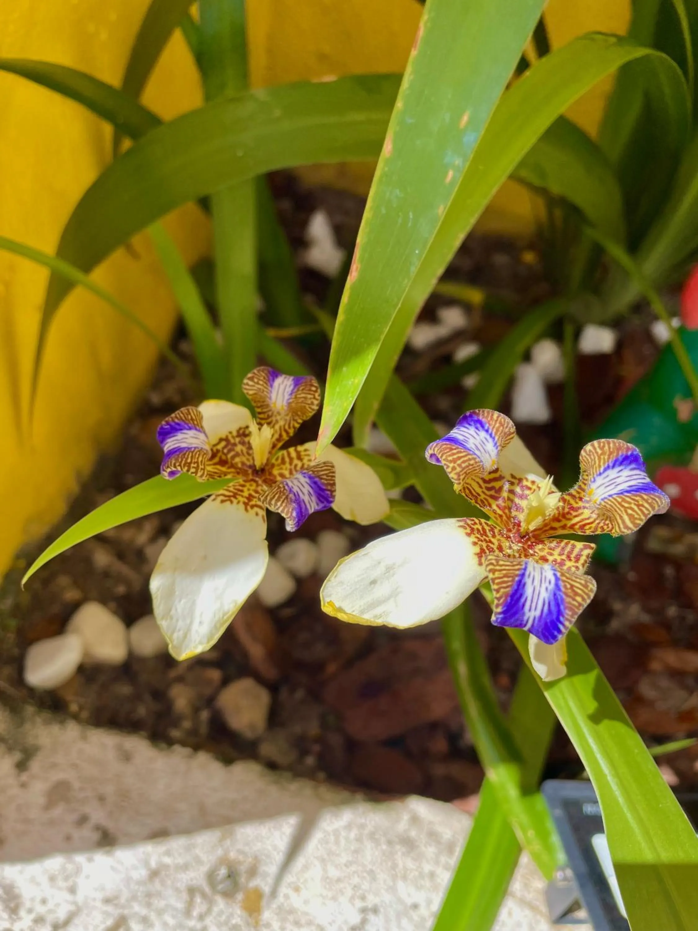 Day in Pousada Toca dos Coelhos