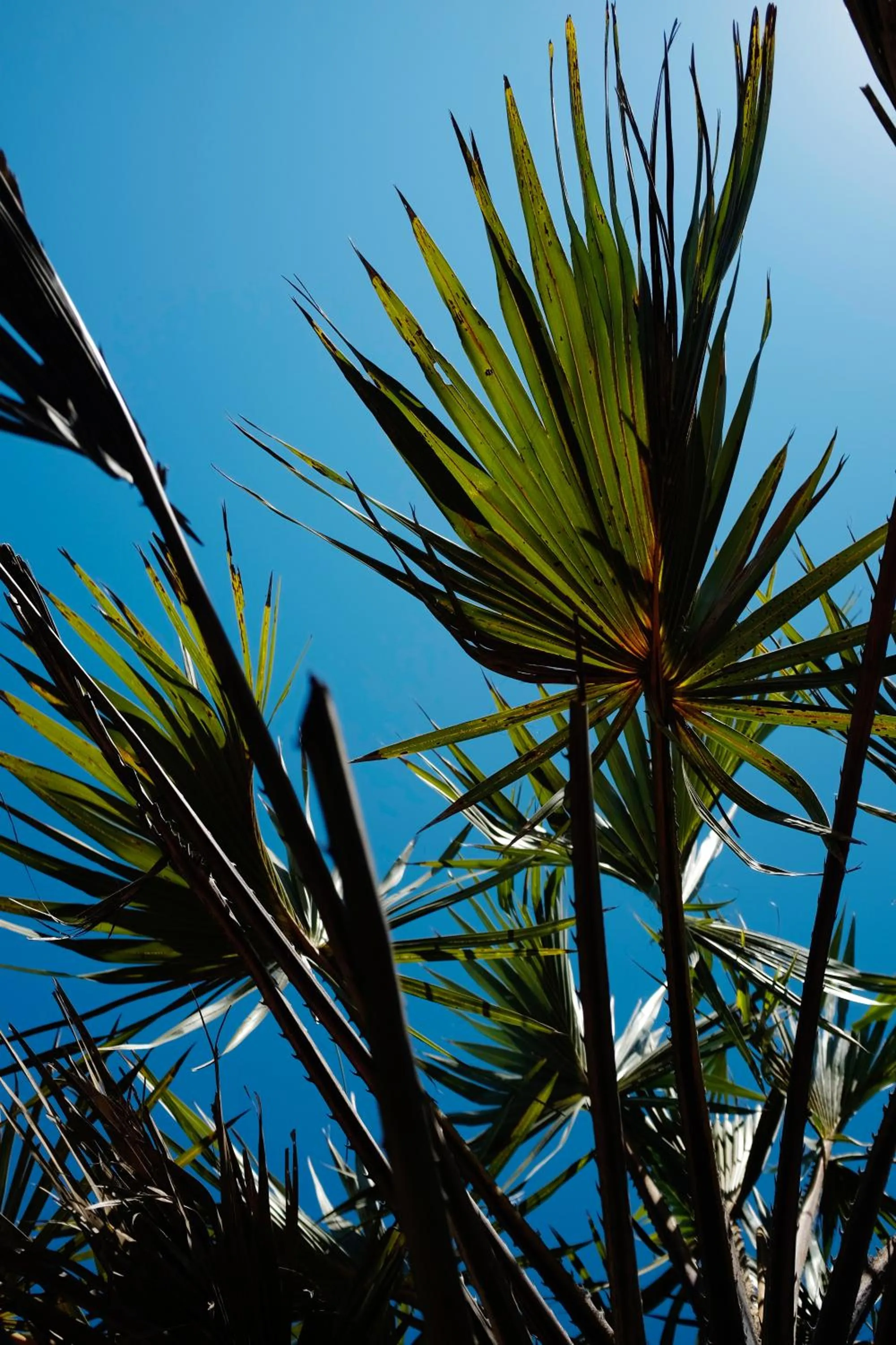 Decorative detail in Diani Sea Resort - All Inclusive