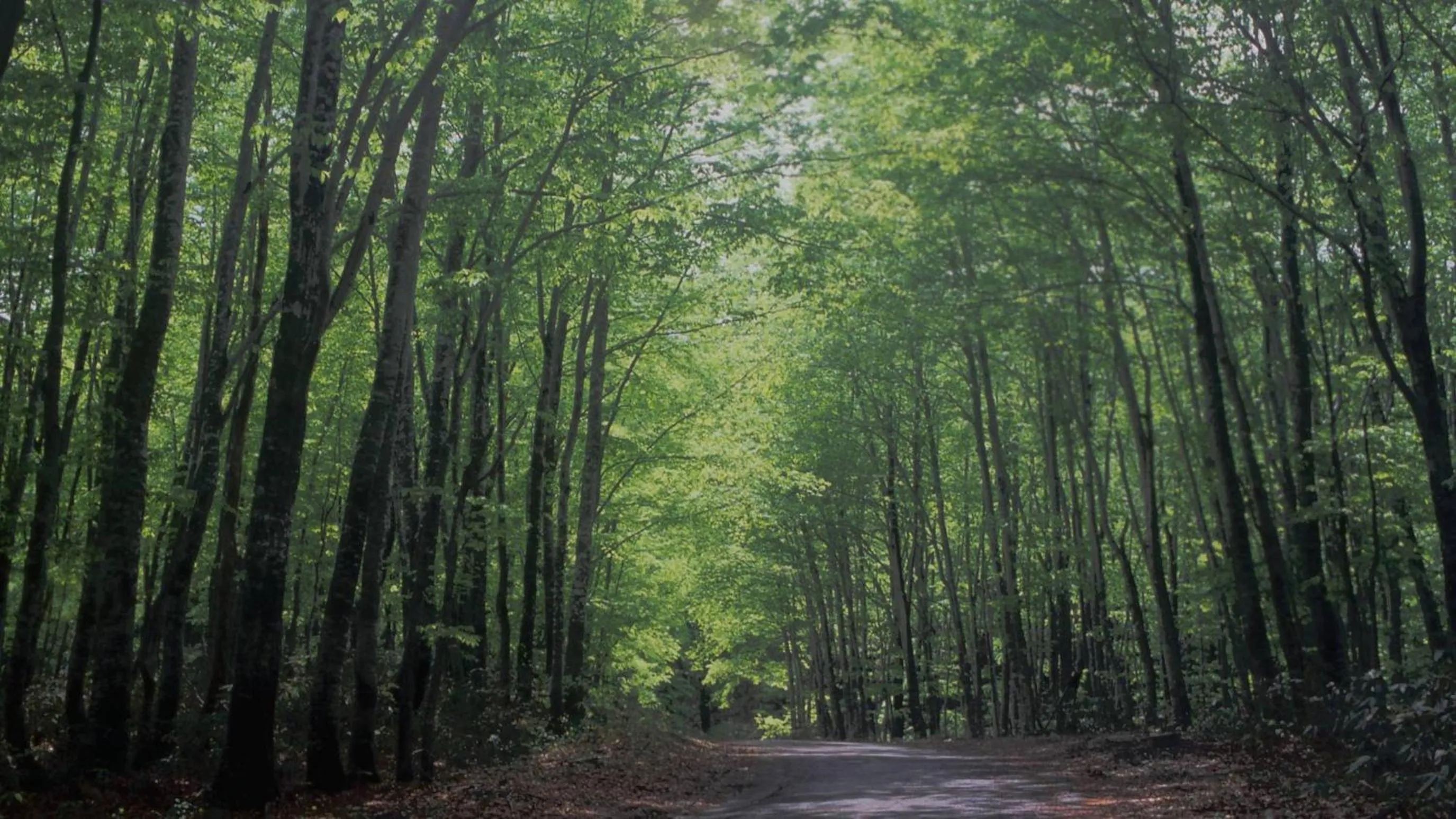 Natural landscape in Kashintei Shirahama