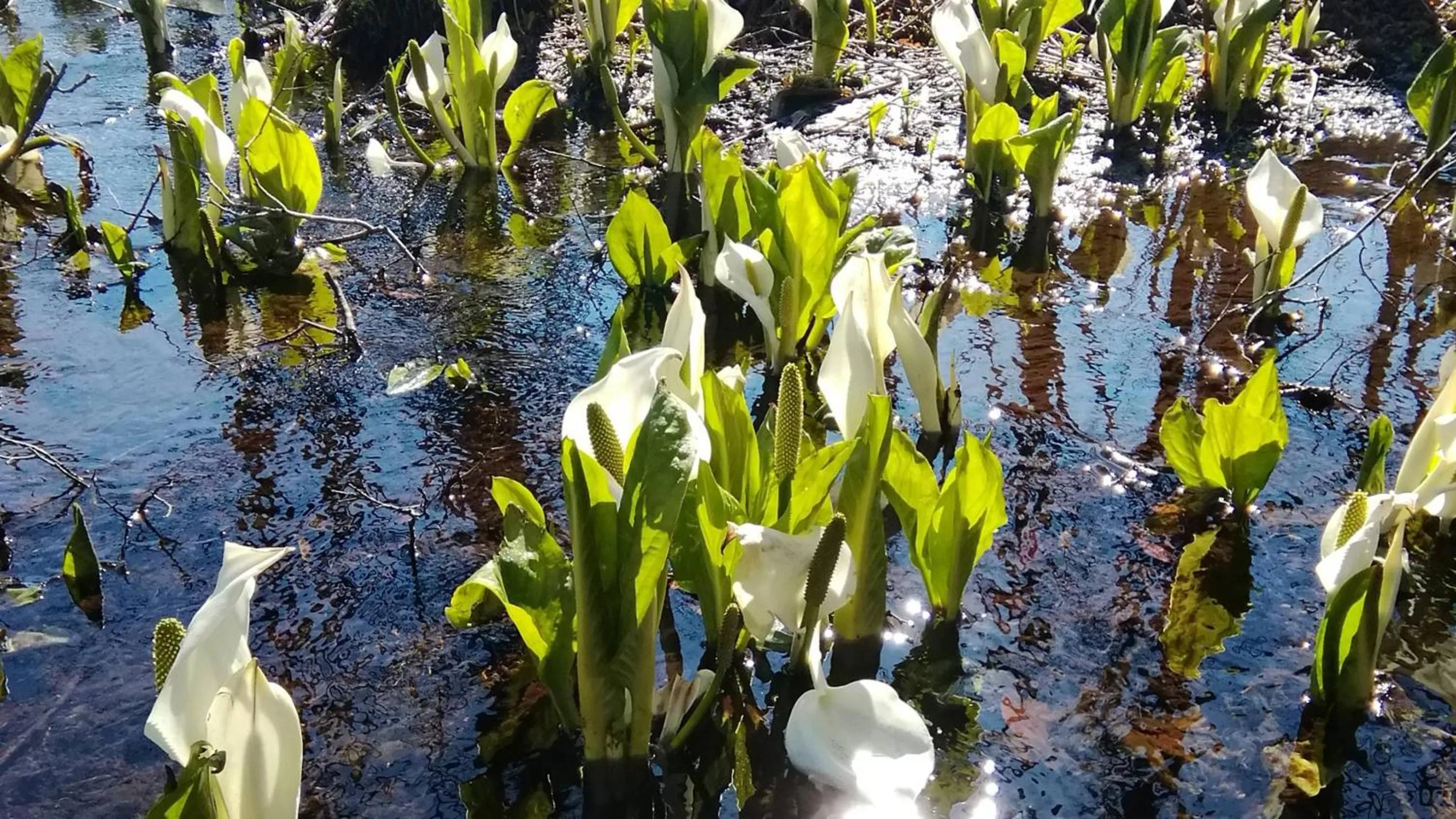 Spring in Kashintei Shirahama