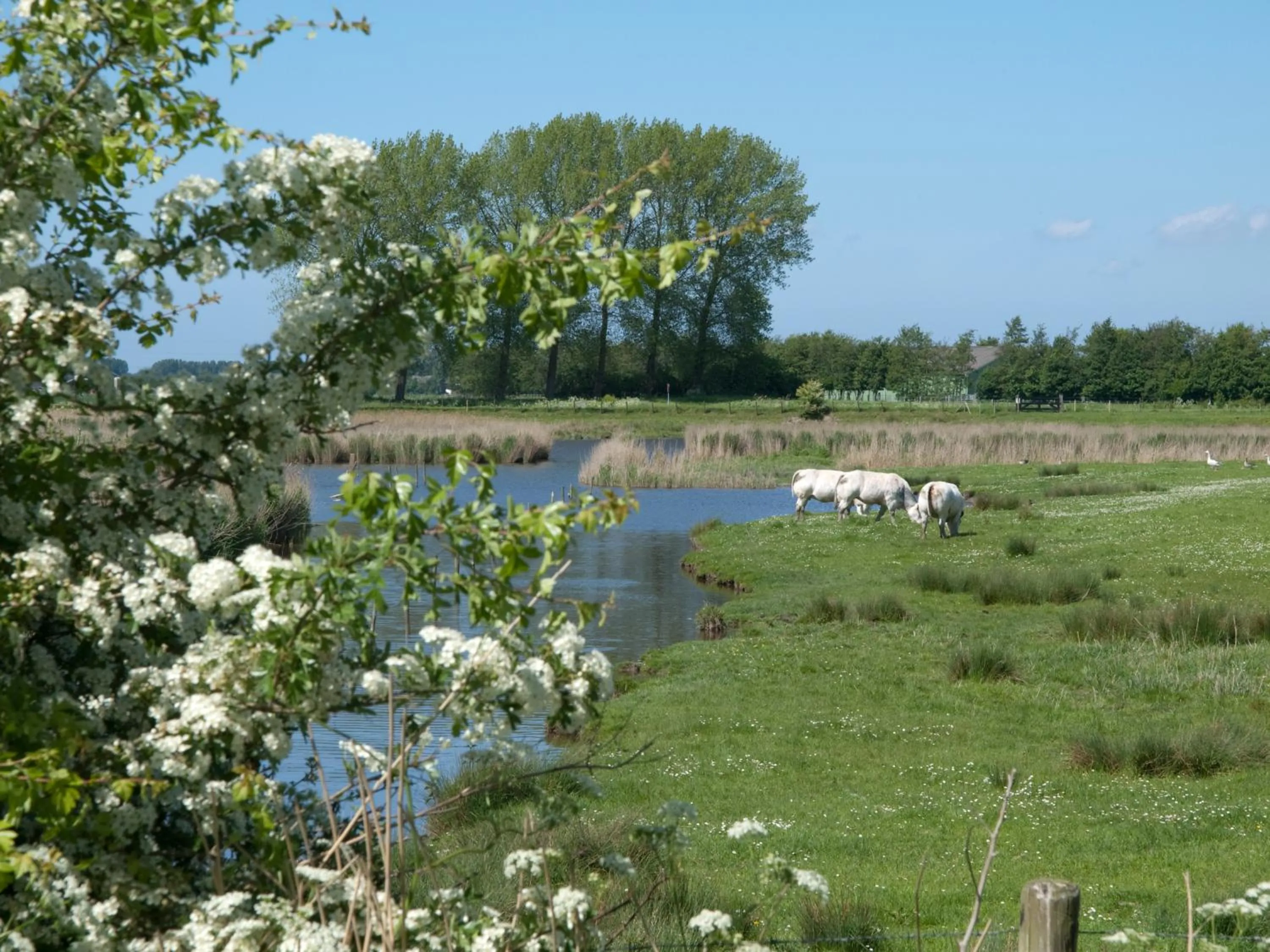 Natural landscape in De Eenhoorn