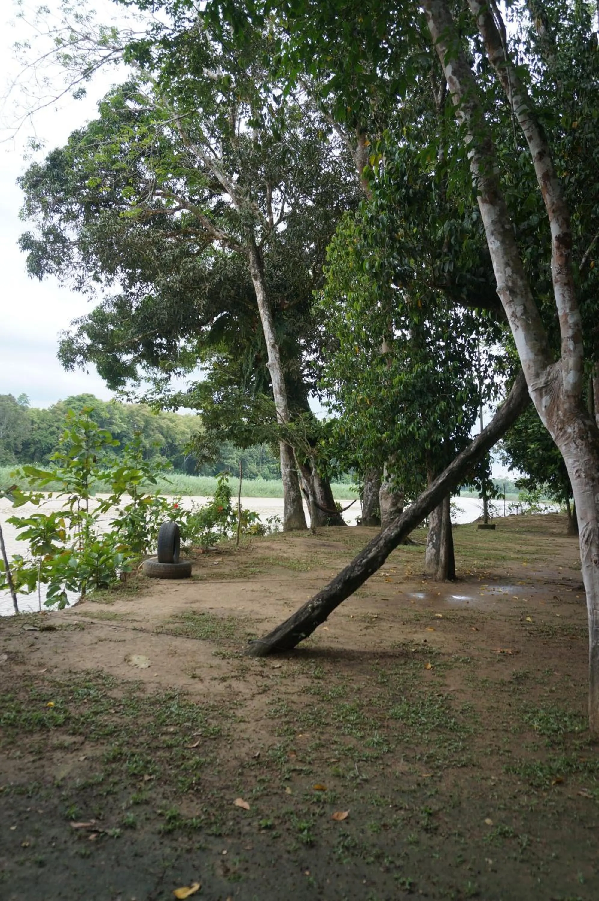 Natural landscape in Borneo Natural Sukau Bilit Resort