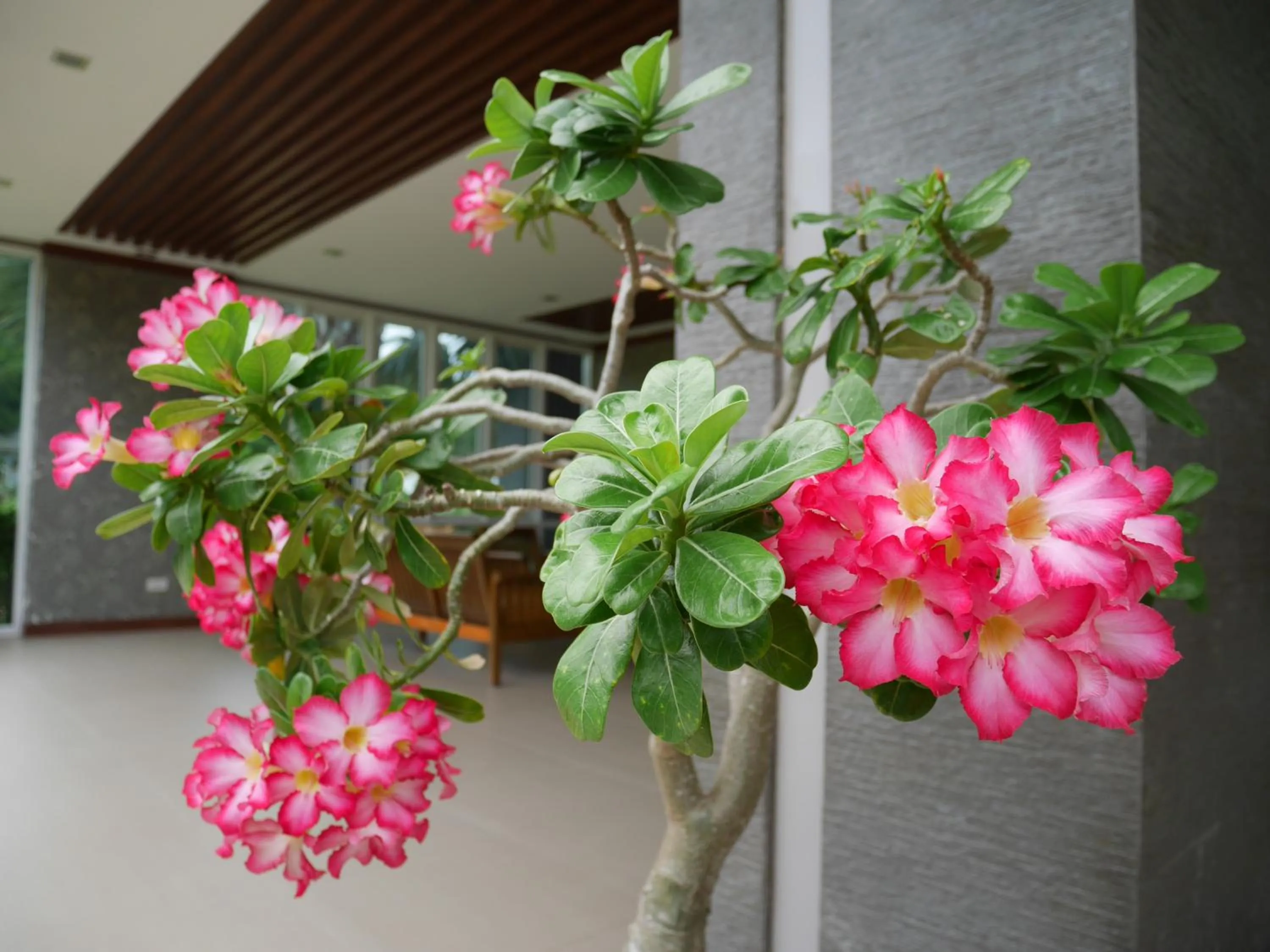 Day in Gypsy Sea View Resort- Phi Phi Island