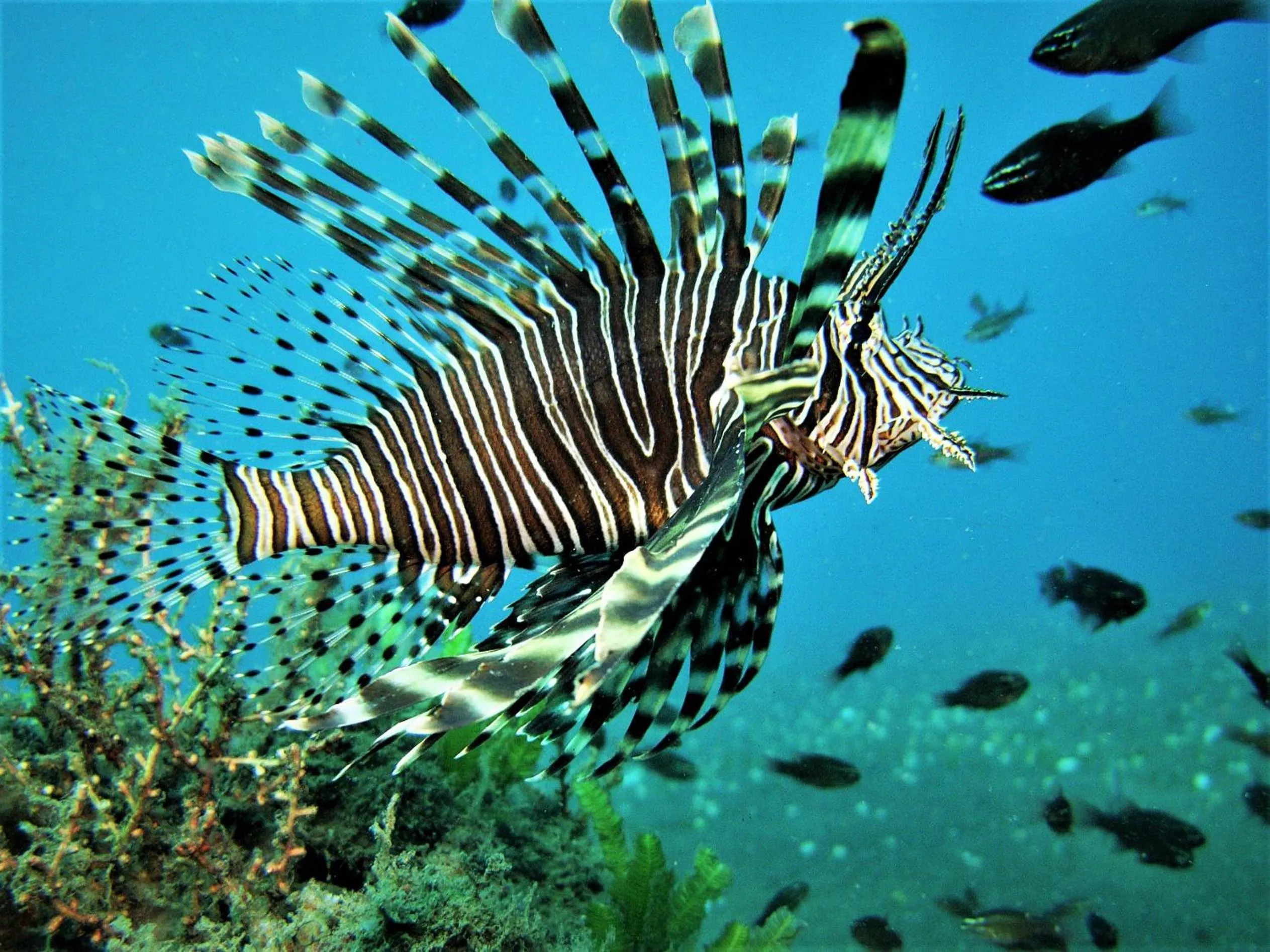 Diving in Mayo Resort