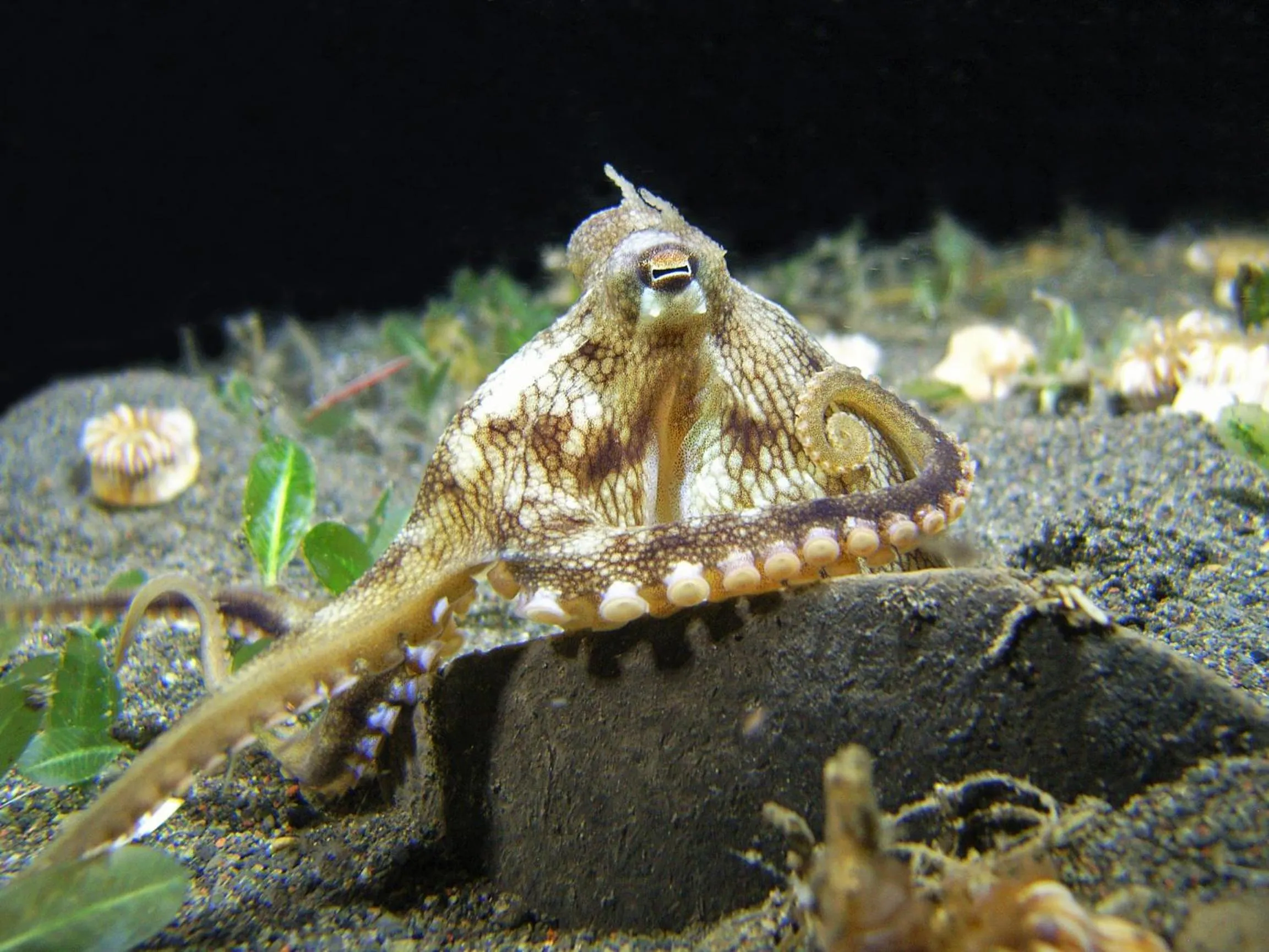 Snorkeling in Mayo Resort