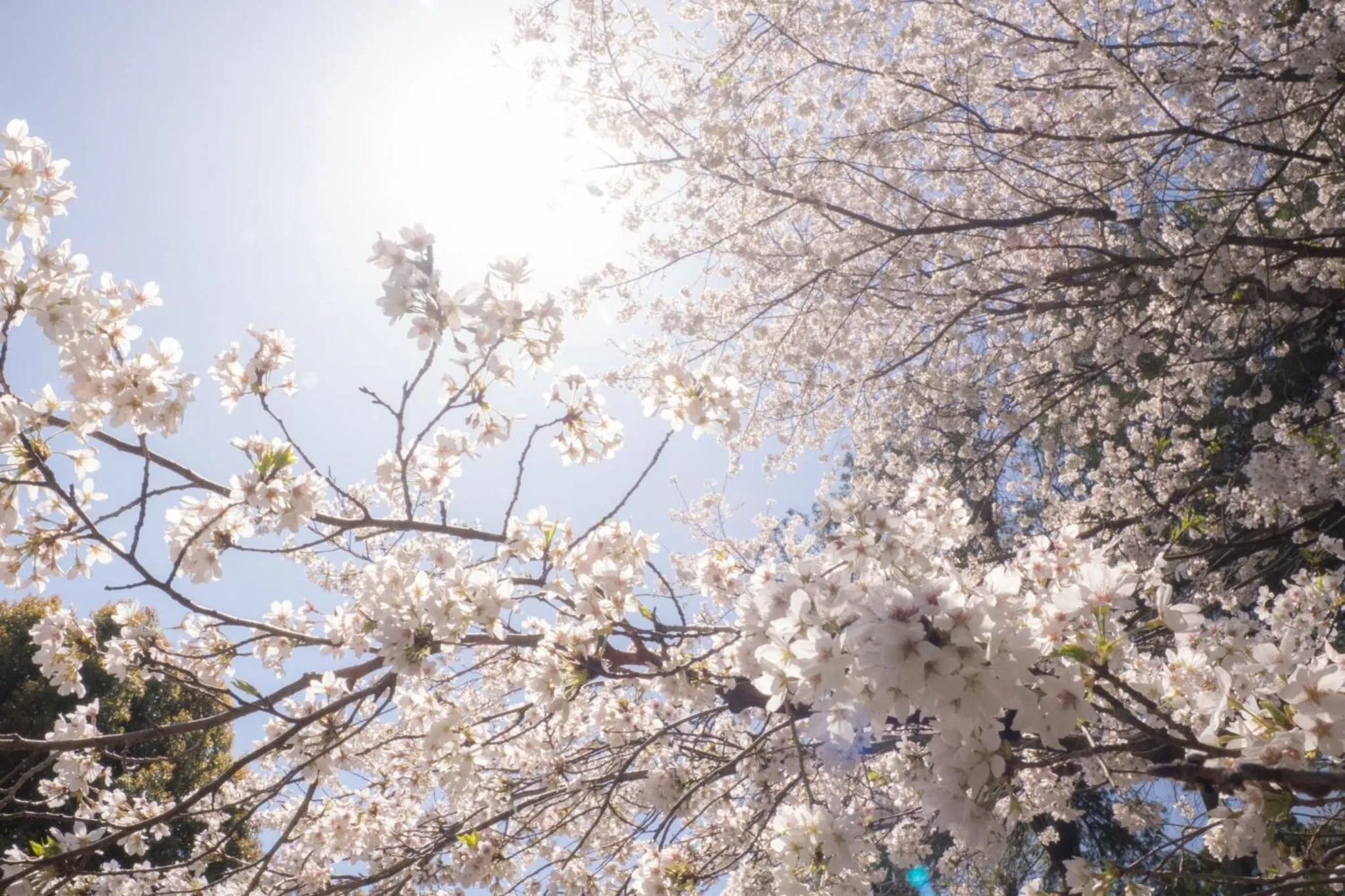 Spring in Higashi Kumamoto Business Center