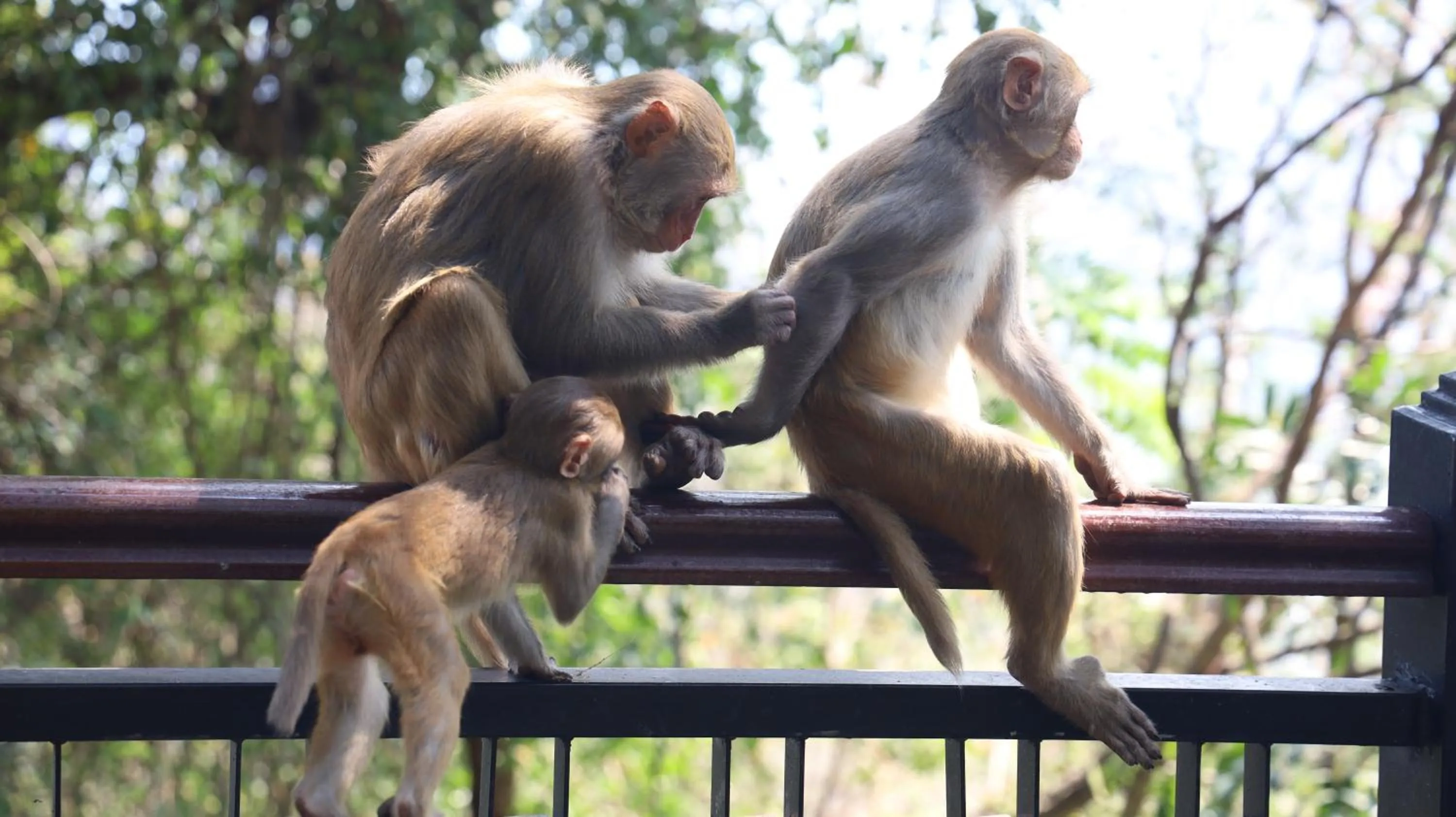 Natural landscape in Sanya Junji Seaview Hotel
