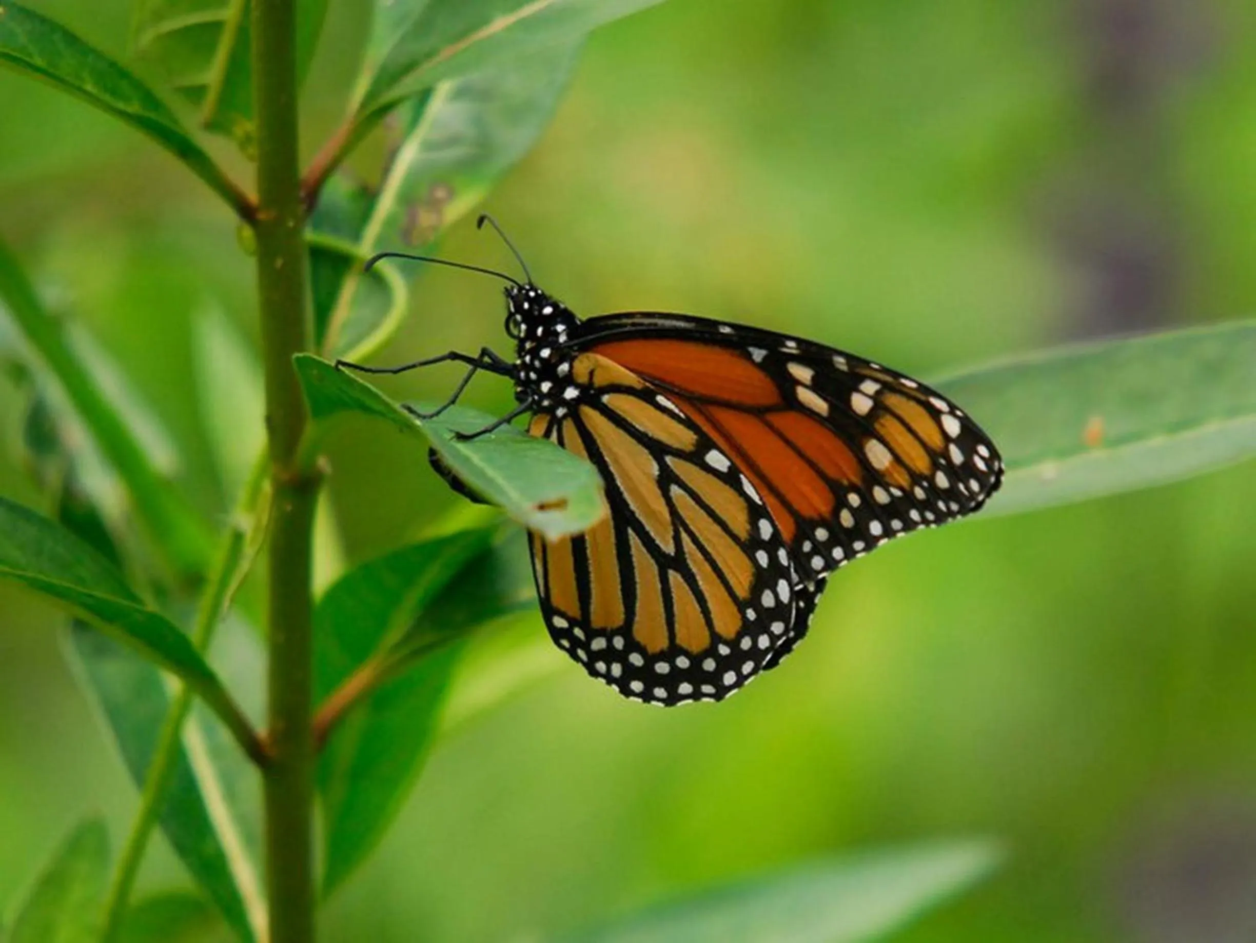 Other in Reserva Natural Atitlan