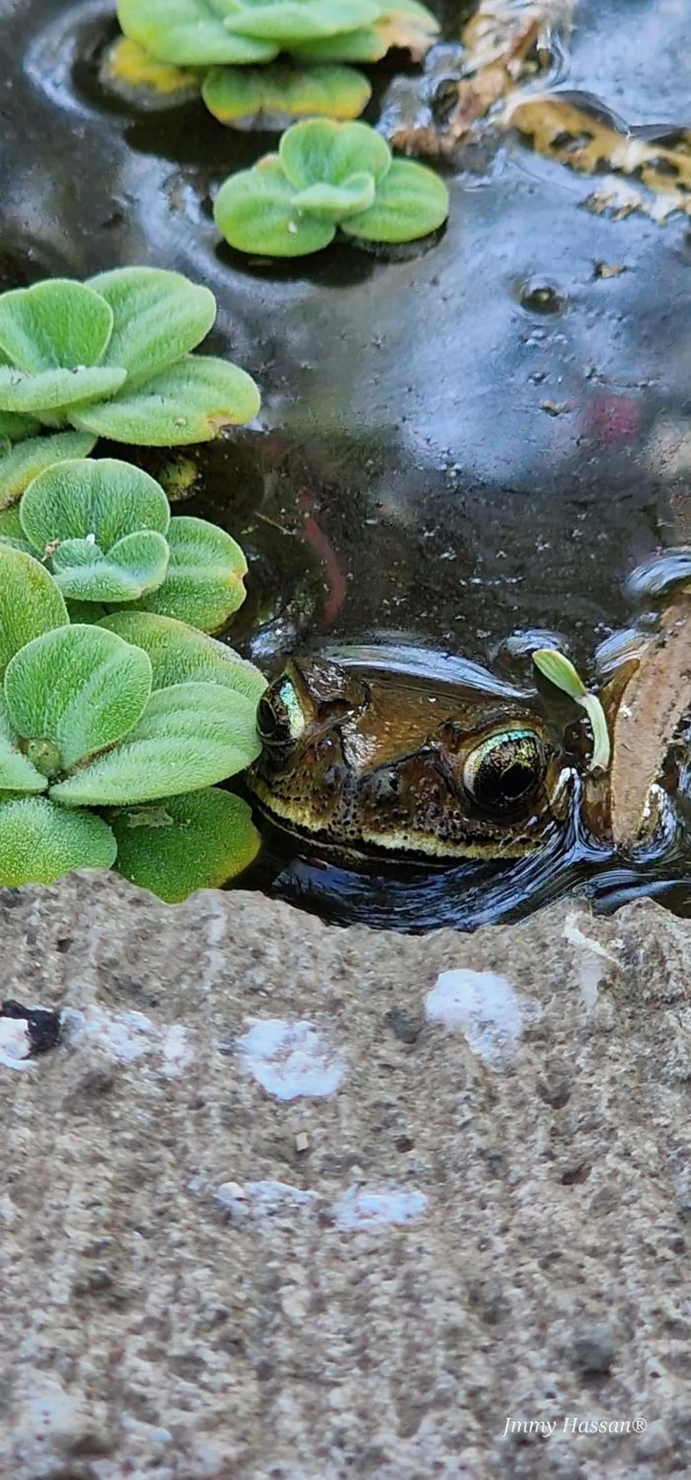 Garden in Villas Light House - Eco-Traditional Joglo