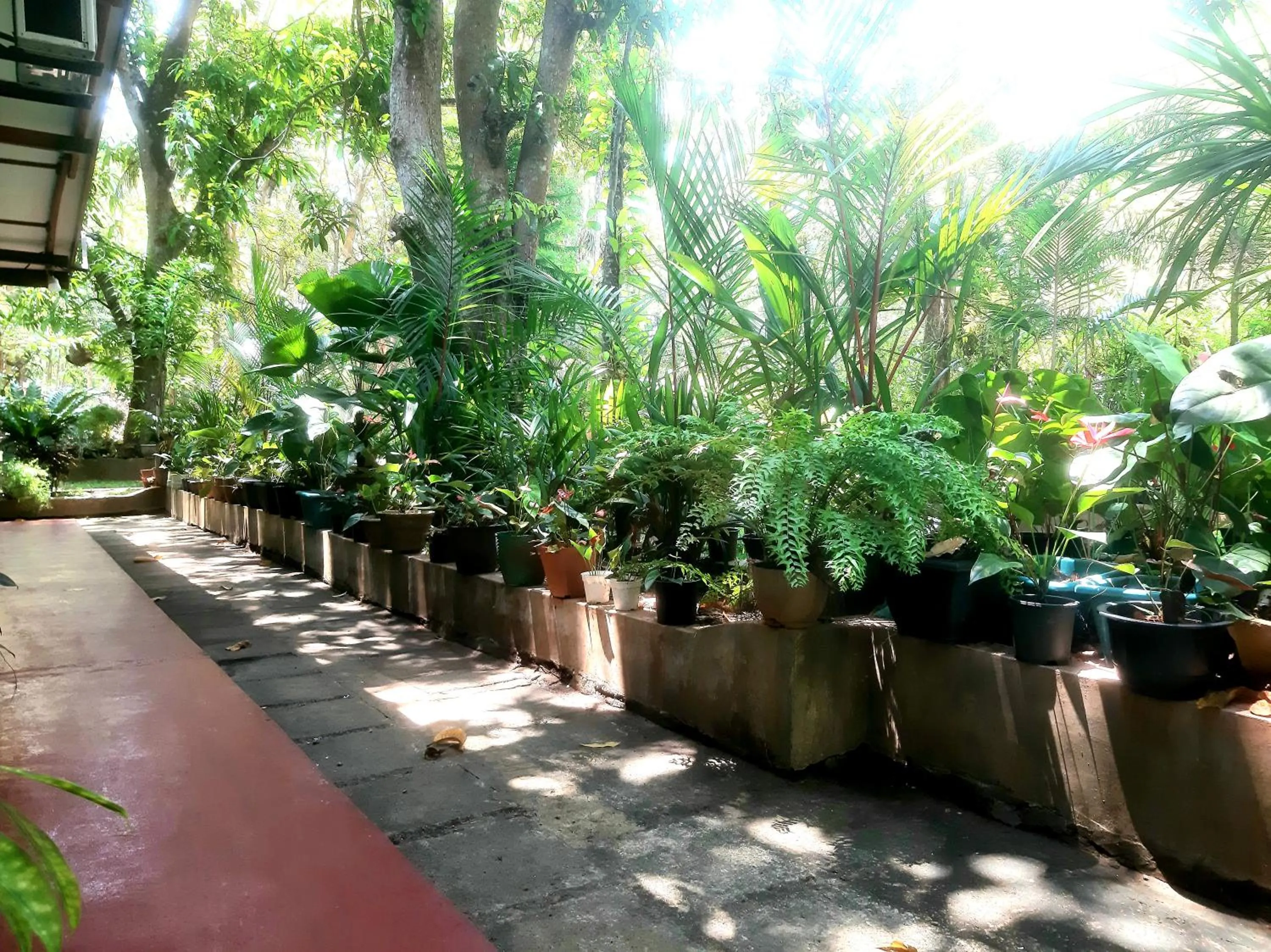 Garden in Palitha Homestay