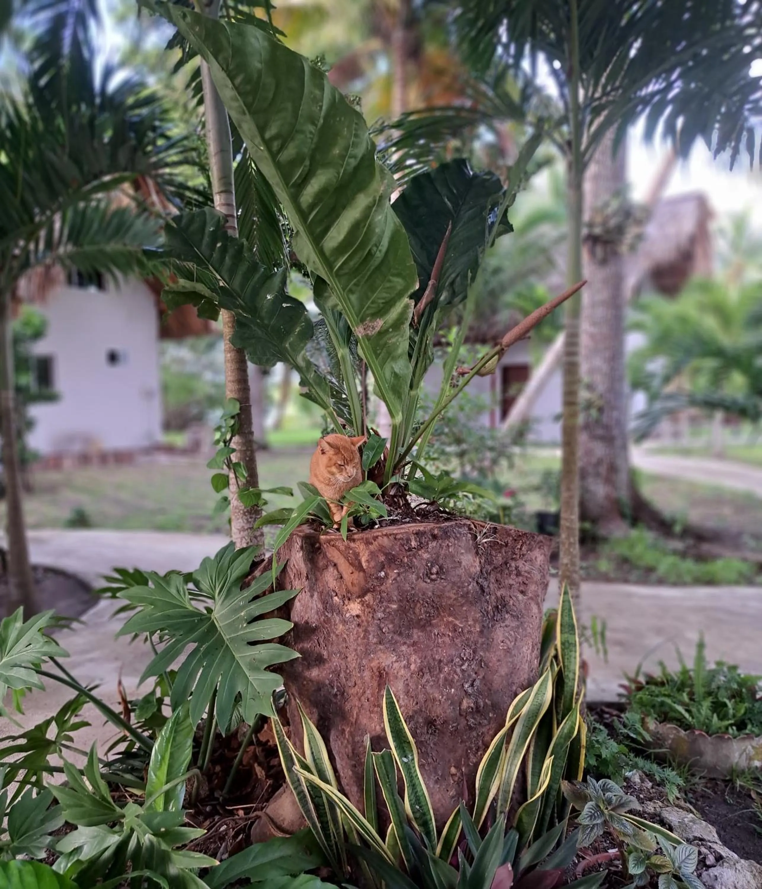 Property building in Xanthus Hotel