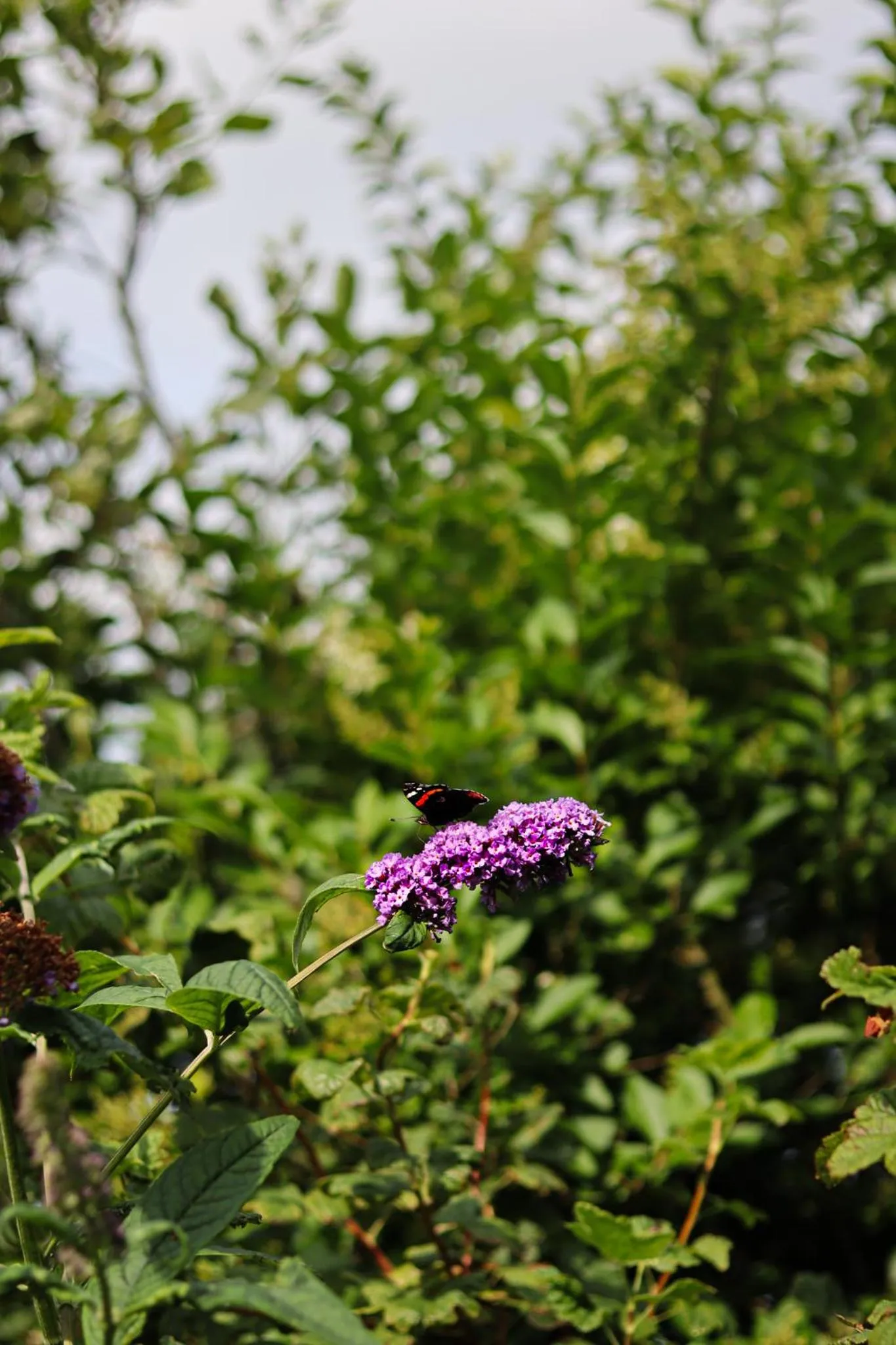 Garden in Boutique Hotel Texel