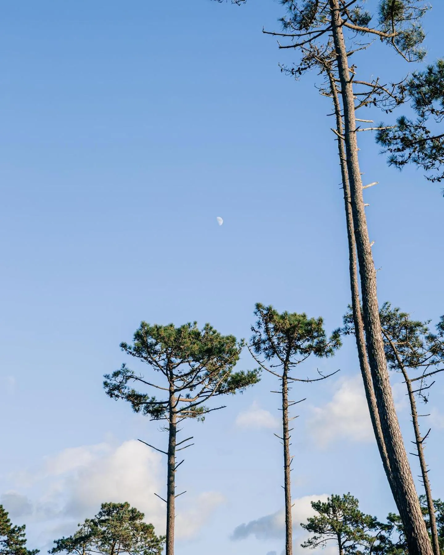 Spring in Arca Nova Guest House - Caminha