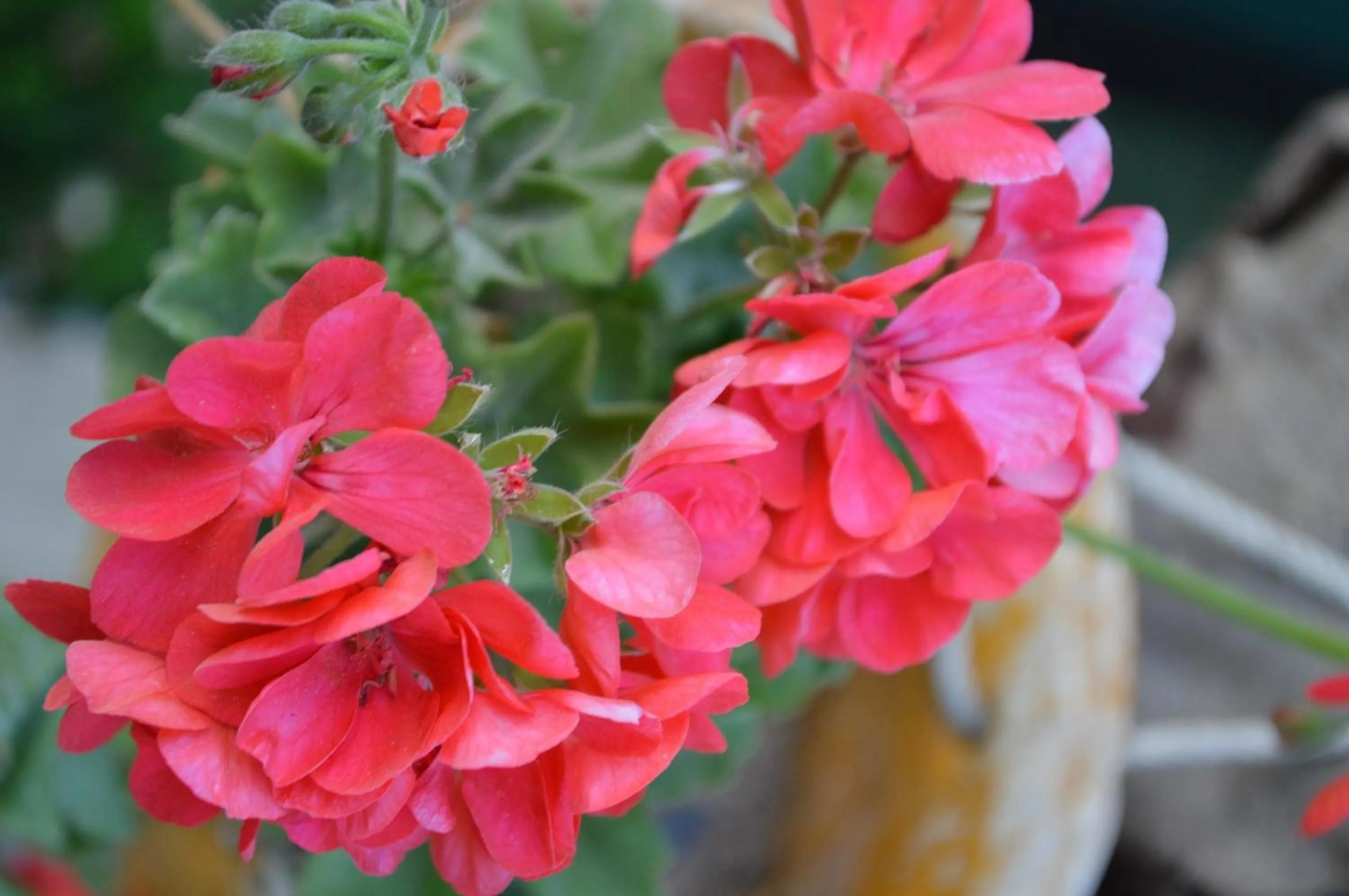 Garden in Degirmenli Konak Hotel