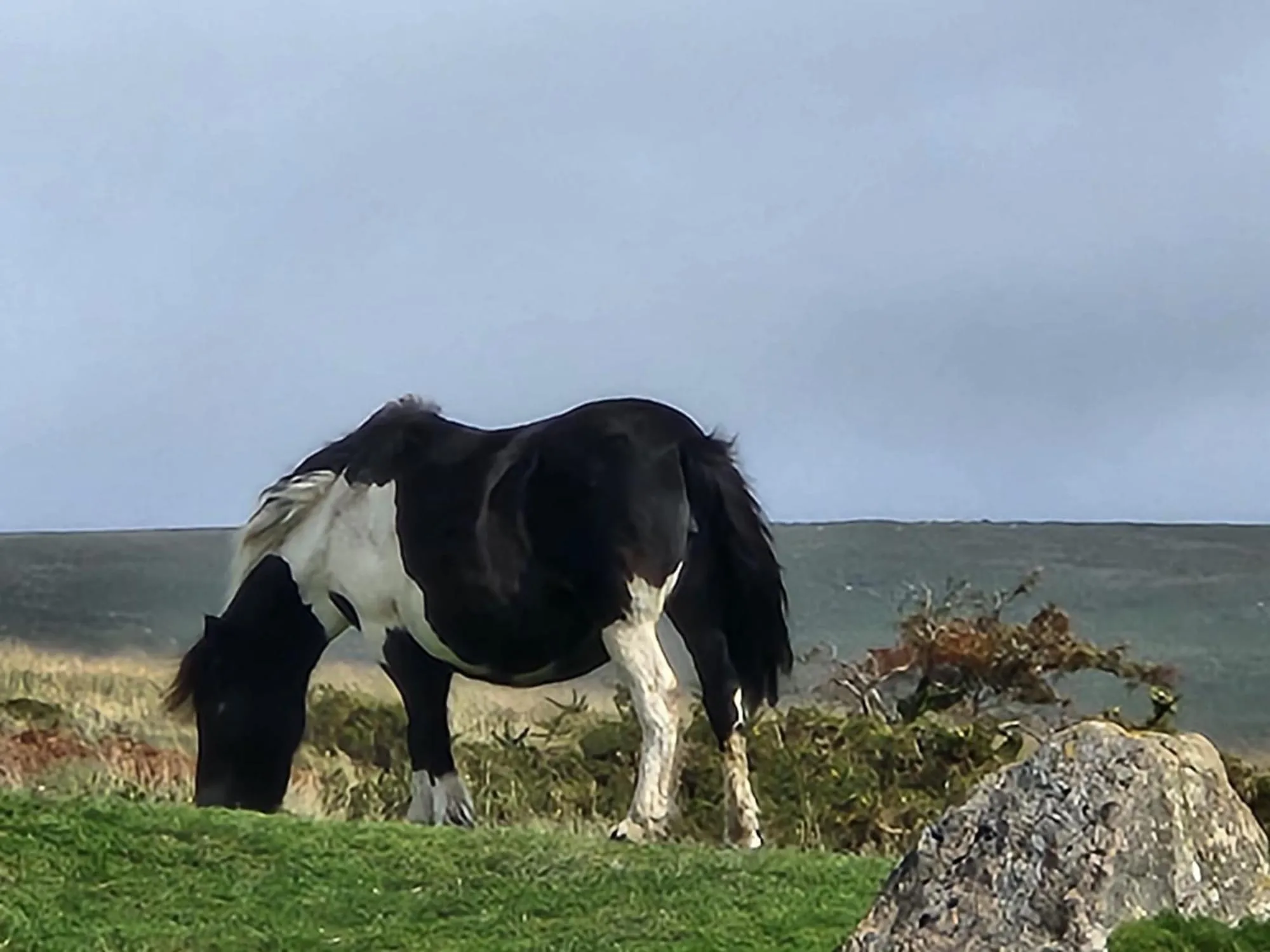 Animals in Dartmoor Lodge Hotel
