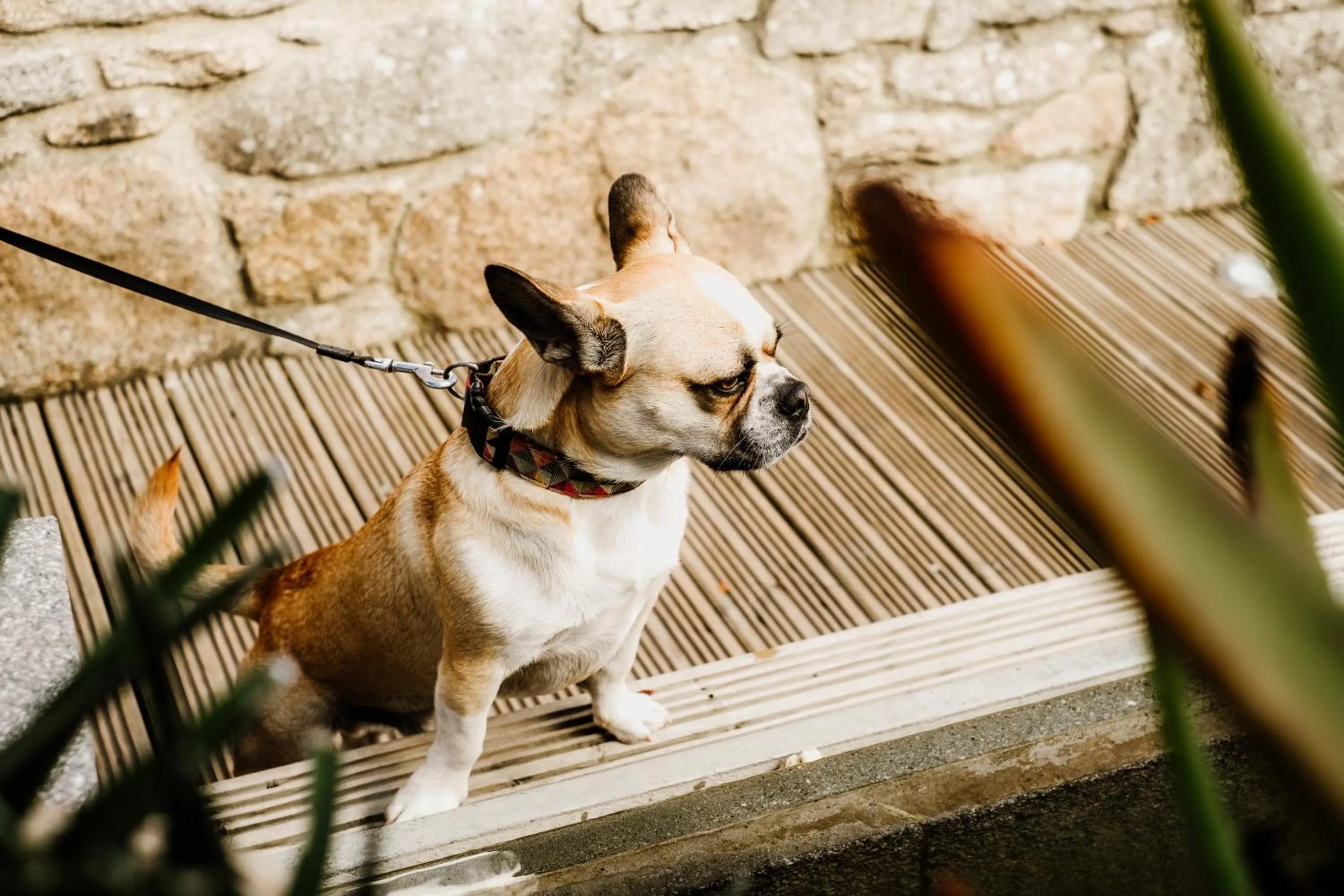 Pets in Dartmoor Lodge Hotel