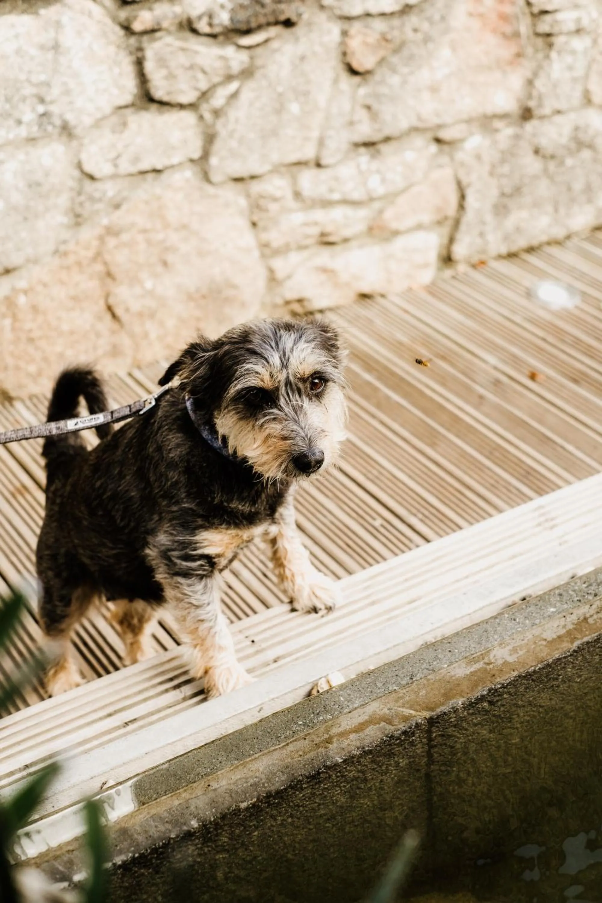 Pets in Dartmoor Lodge Hotel