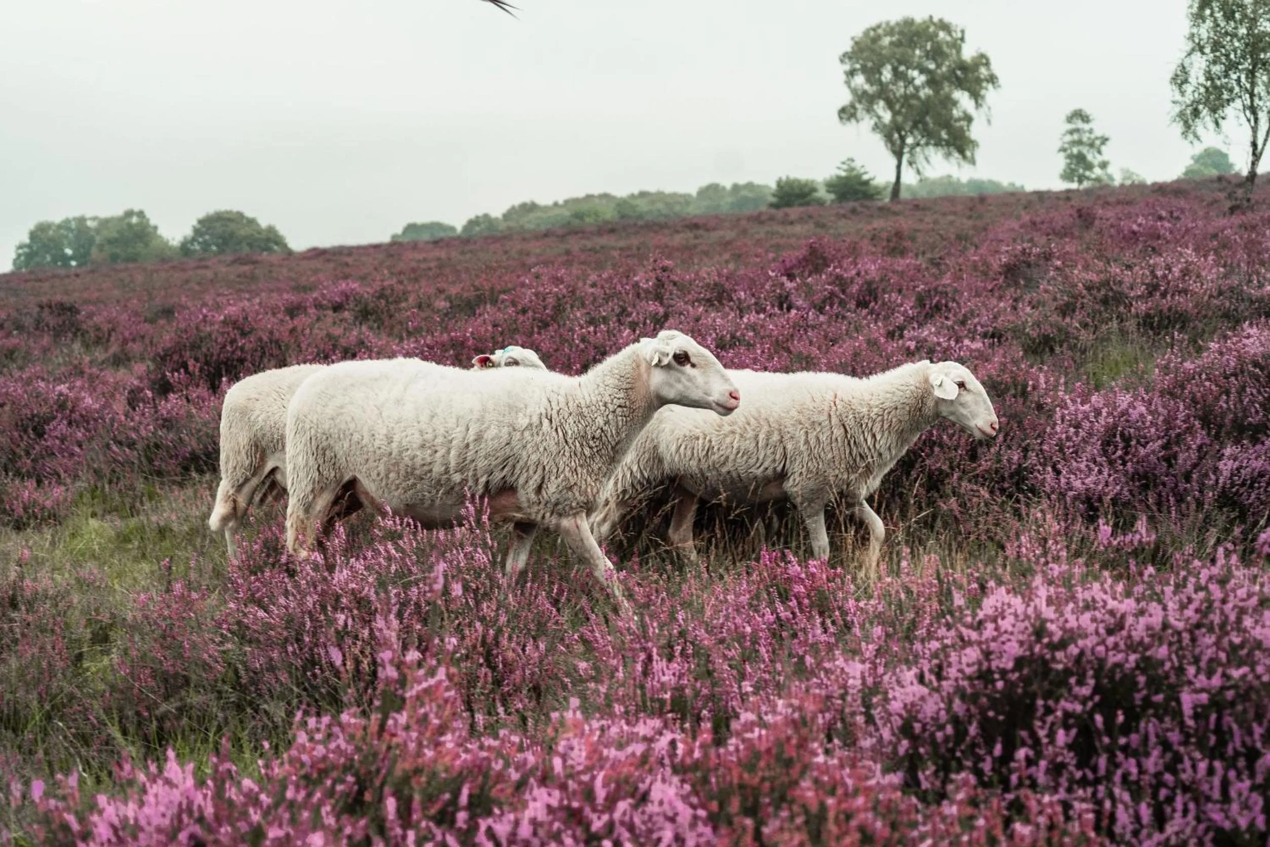 Natural landscape in Veluwe Hotel De Beyaerd
