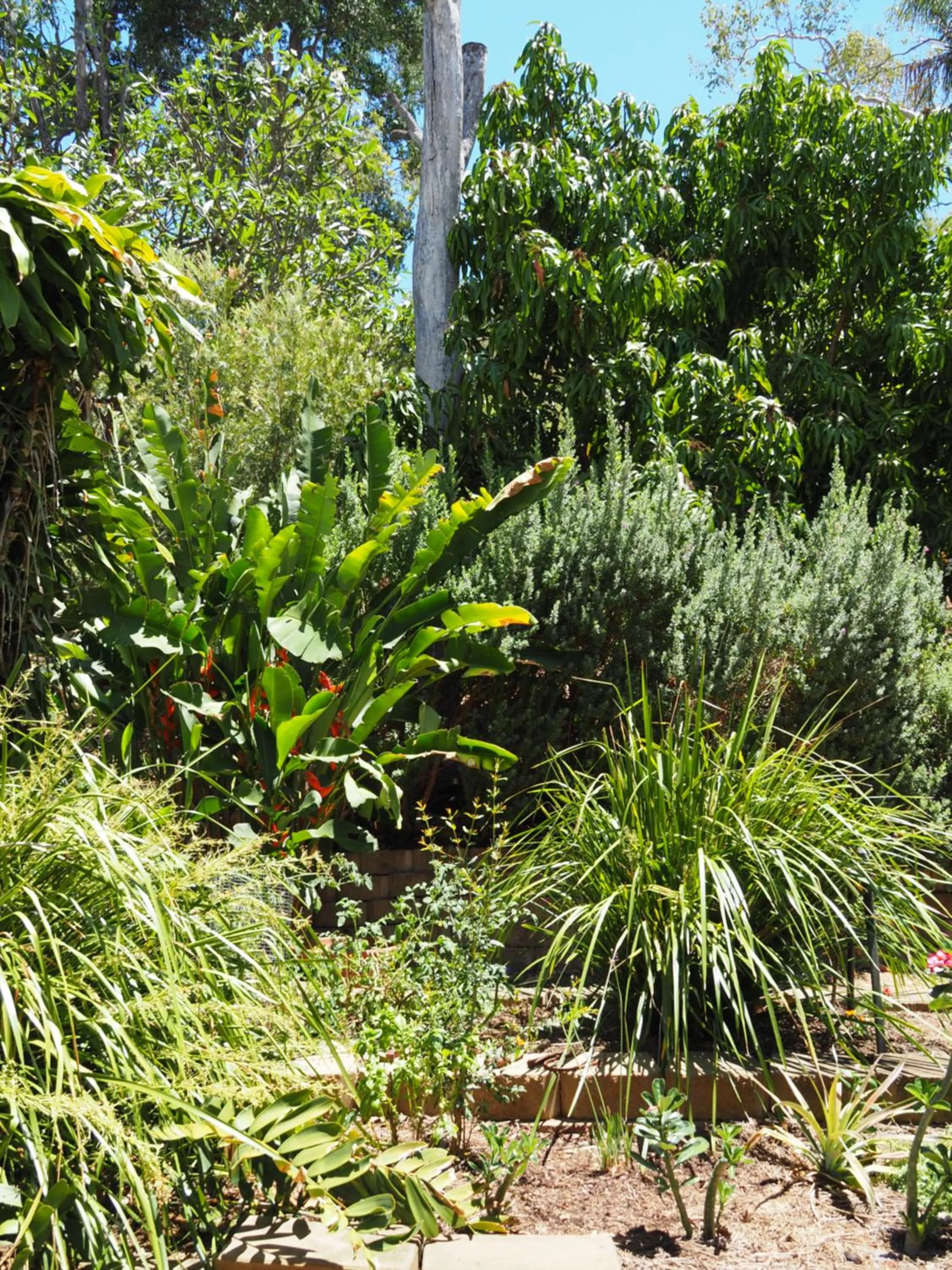 Garden in Sunbird Motel