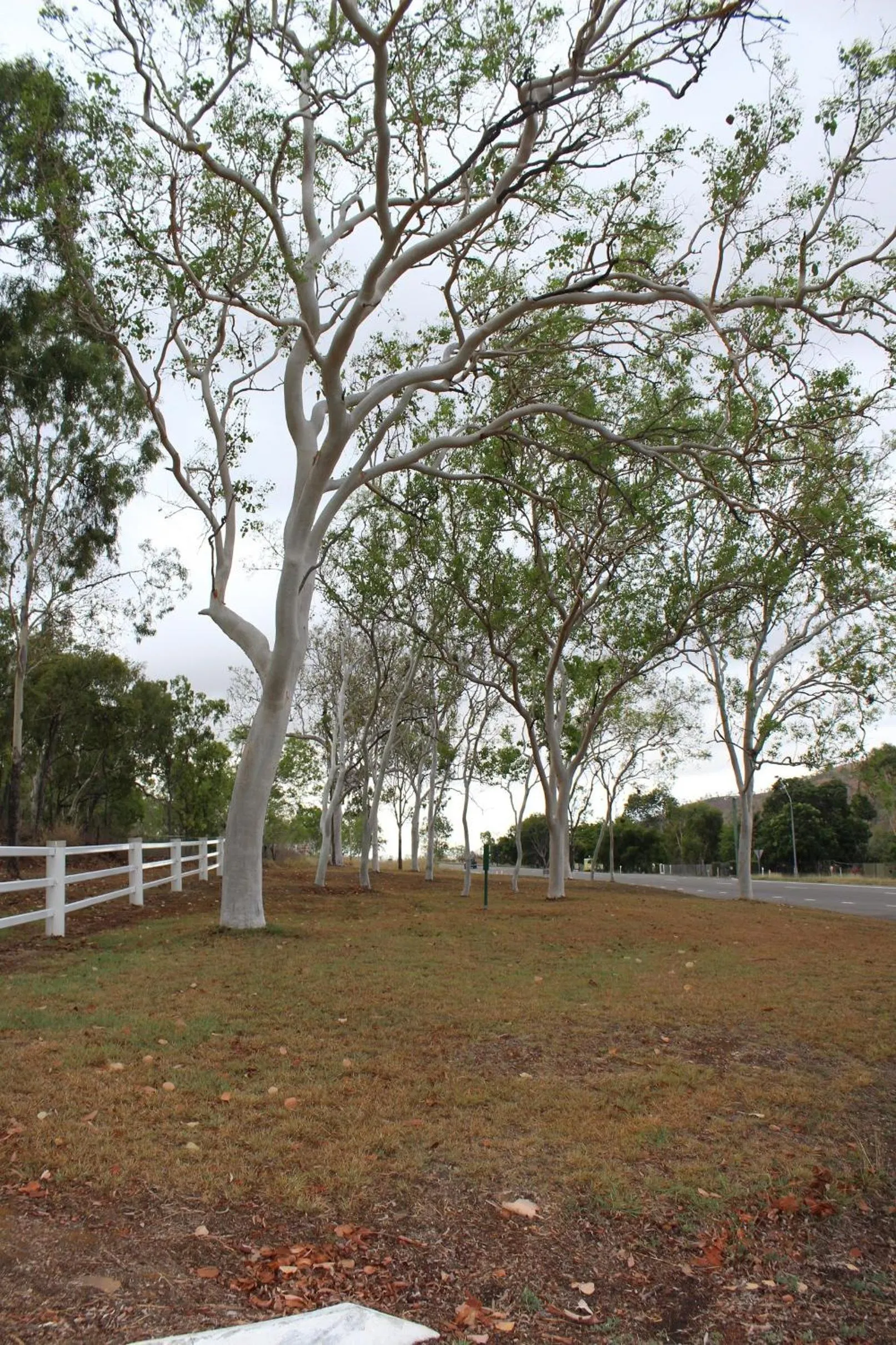 Garden in Sunbird Motel