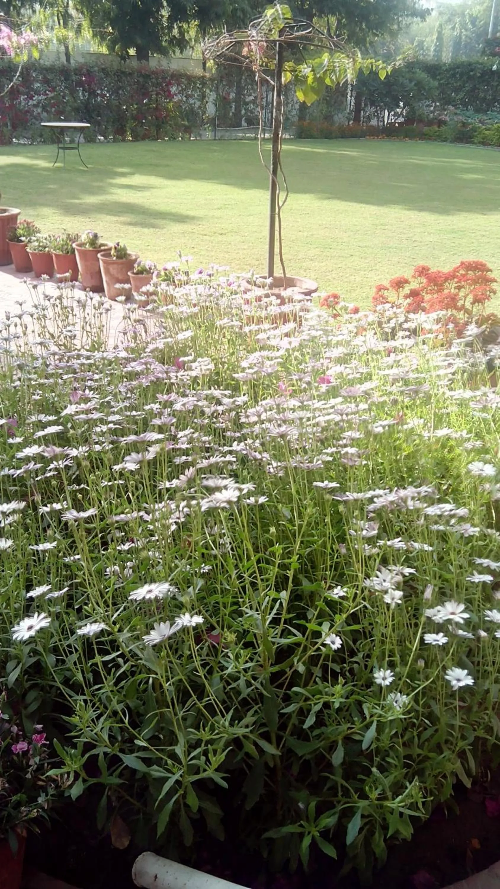 Garden in Hotel Meghniwas