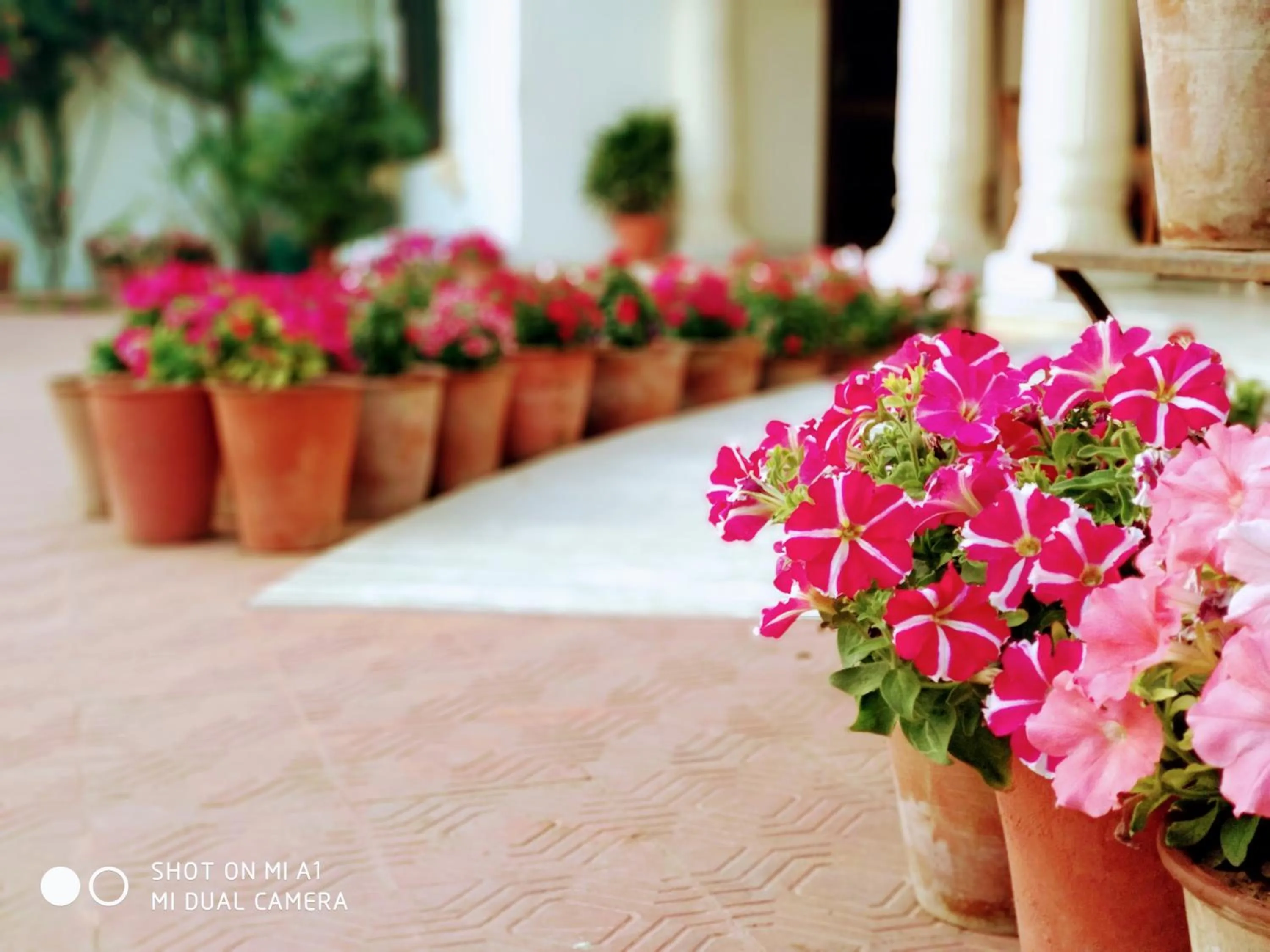 Garden view in Hotel Meghniwas