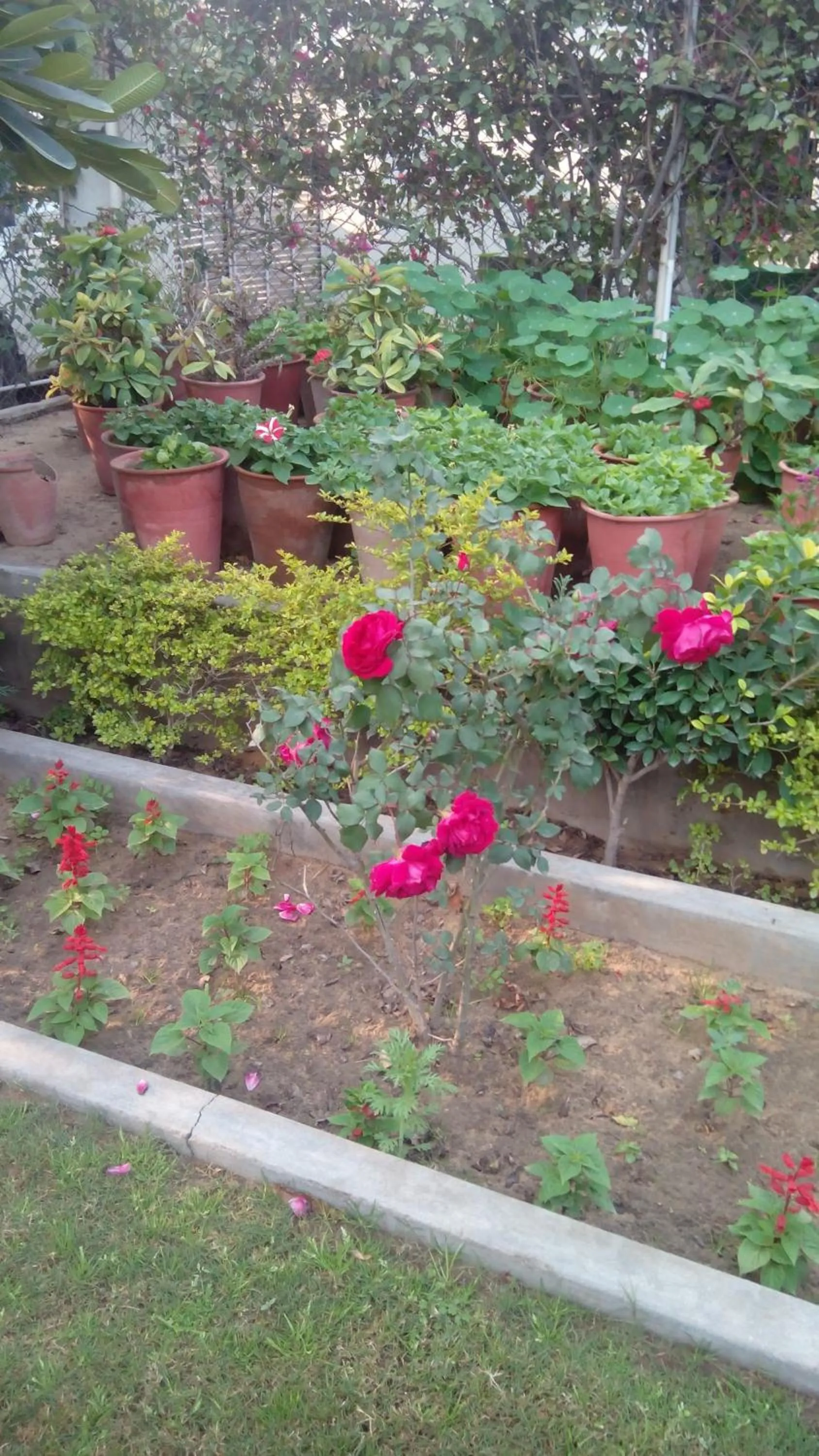 Garden in Hotel Meghniwas