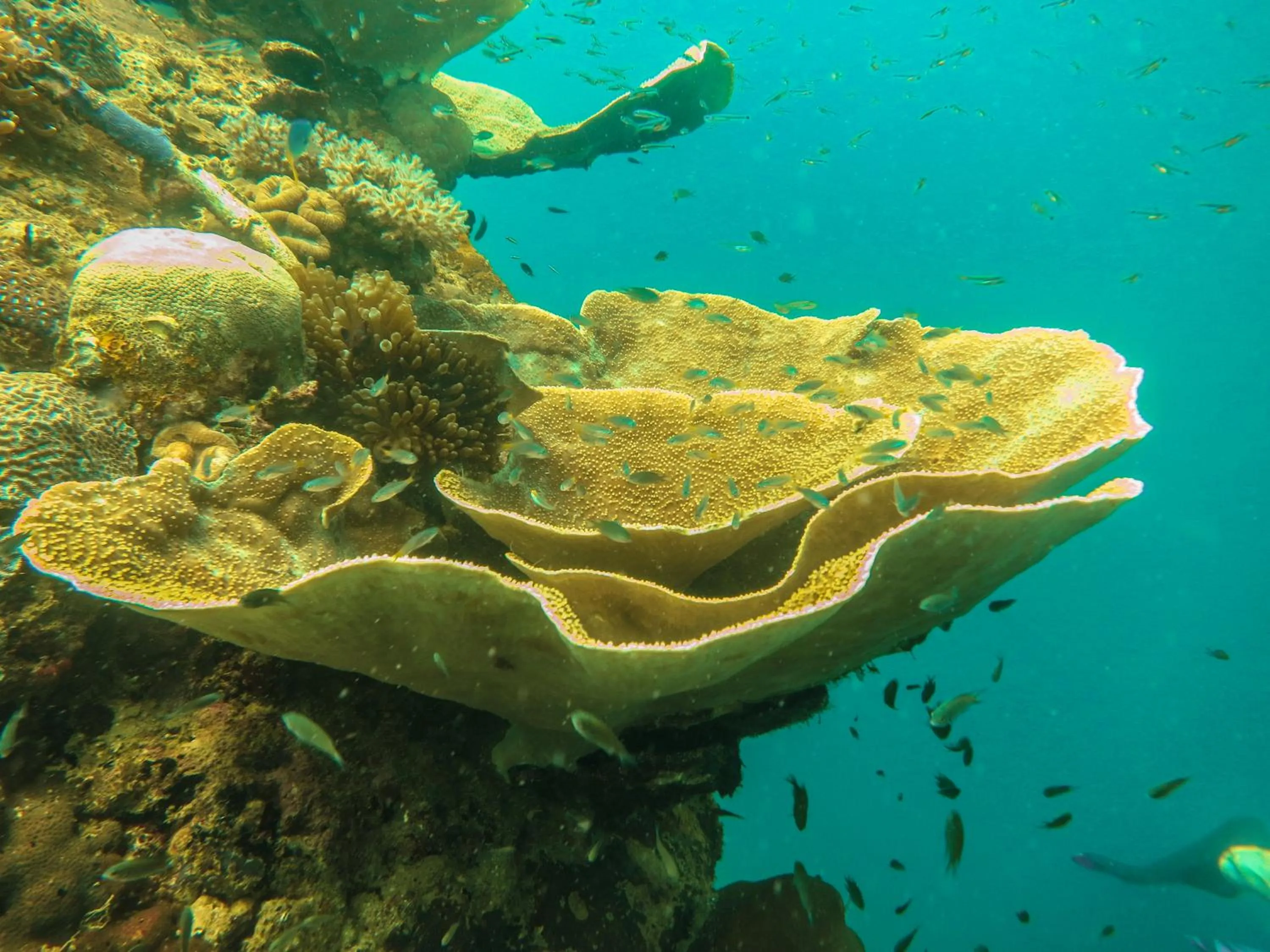 Snorkeling in HAKS Boutique B&B with Pool & Farm-to-Table Dining