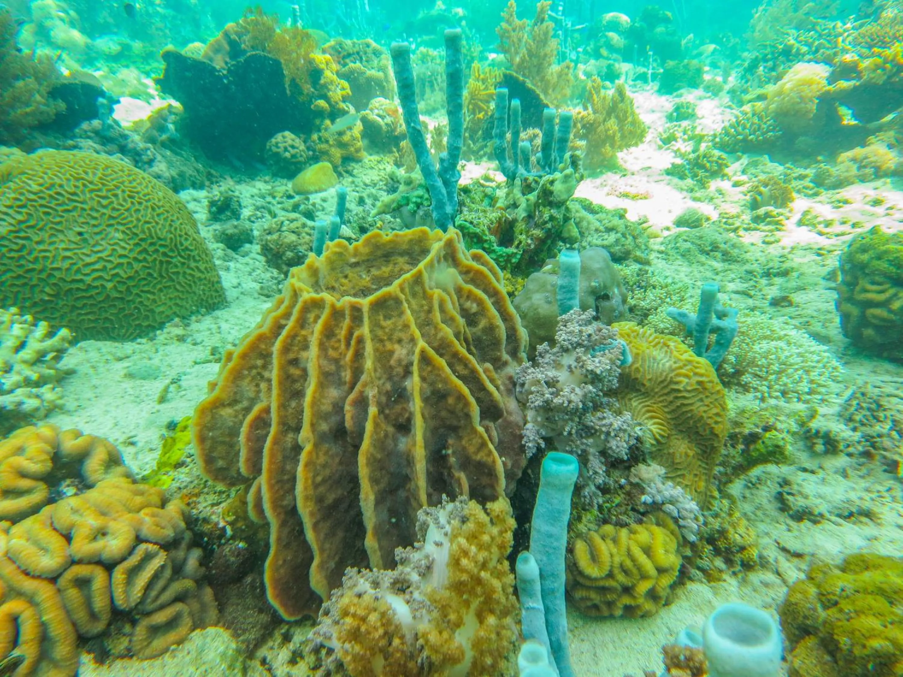 Snorkeling in HAKS Boutique B&B with Pool & Farm-to-Table Dining