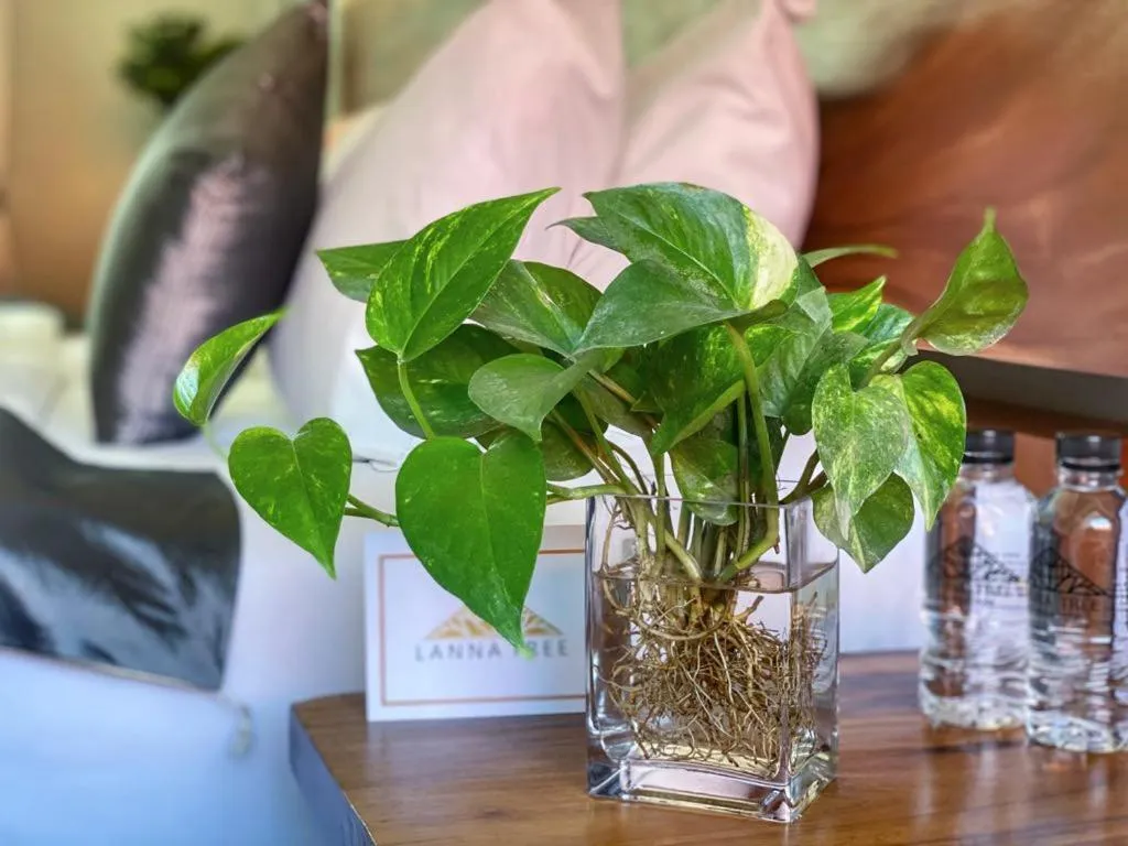 Photo of the whole room in Lanna Tree Boutique Hotel