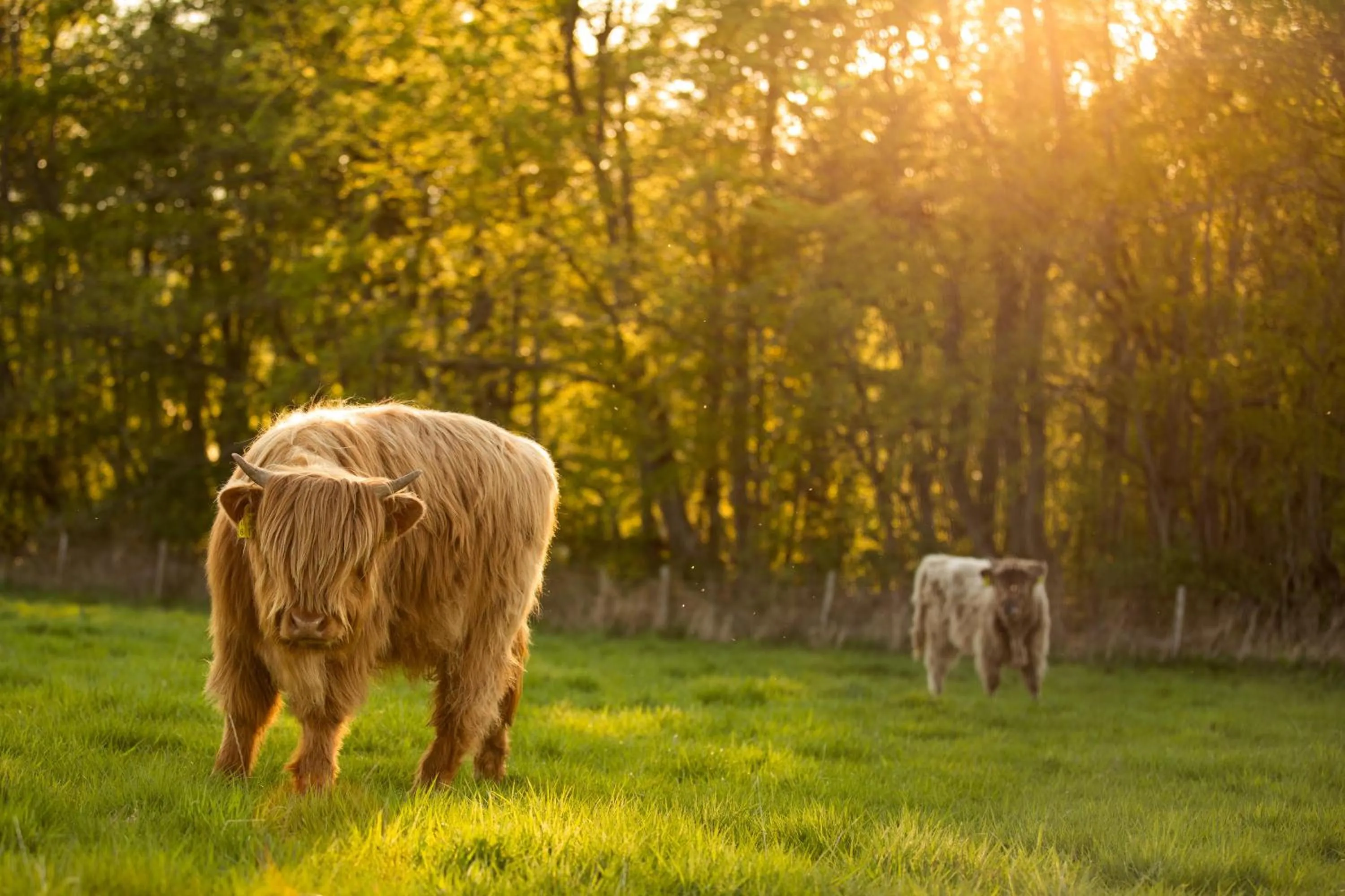 Animals in Crieff Hydro