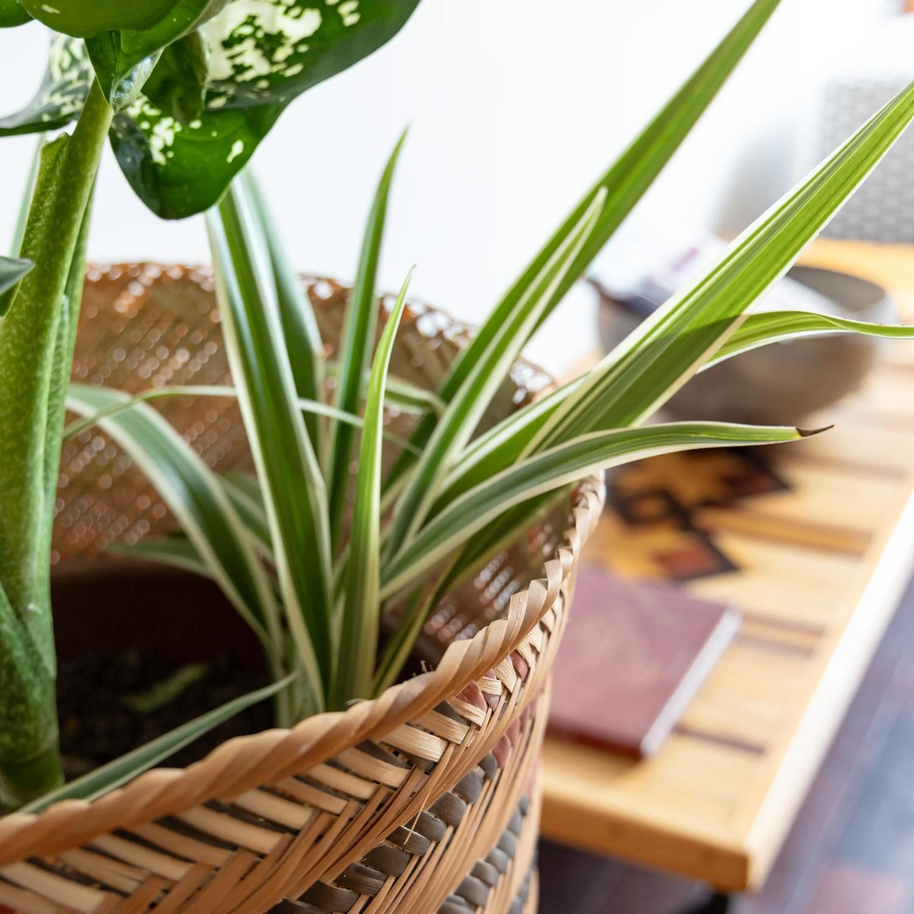 Decorative detail in Hotel Casa do Bispo