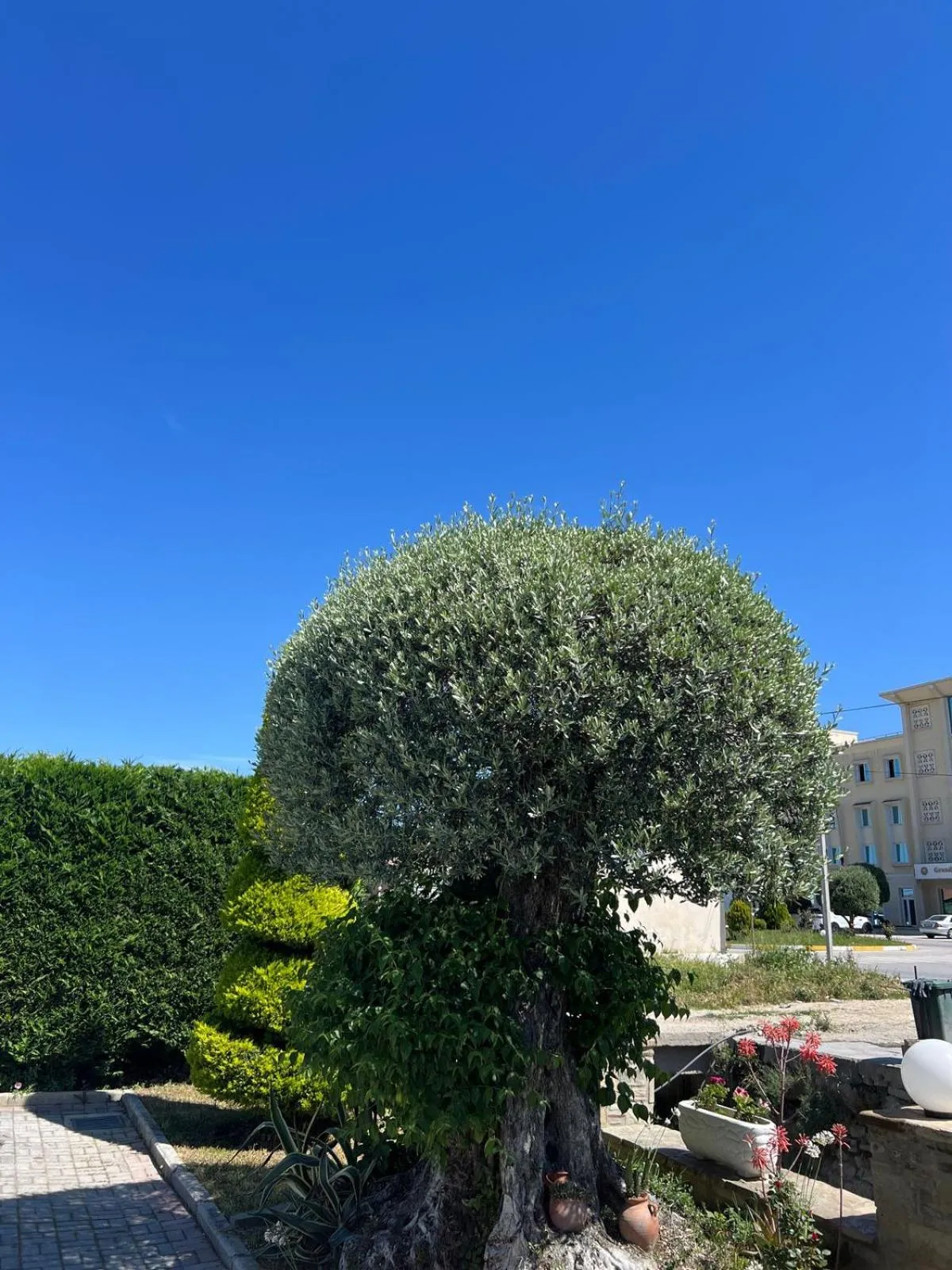 Garden in Hotel Kaceli