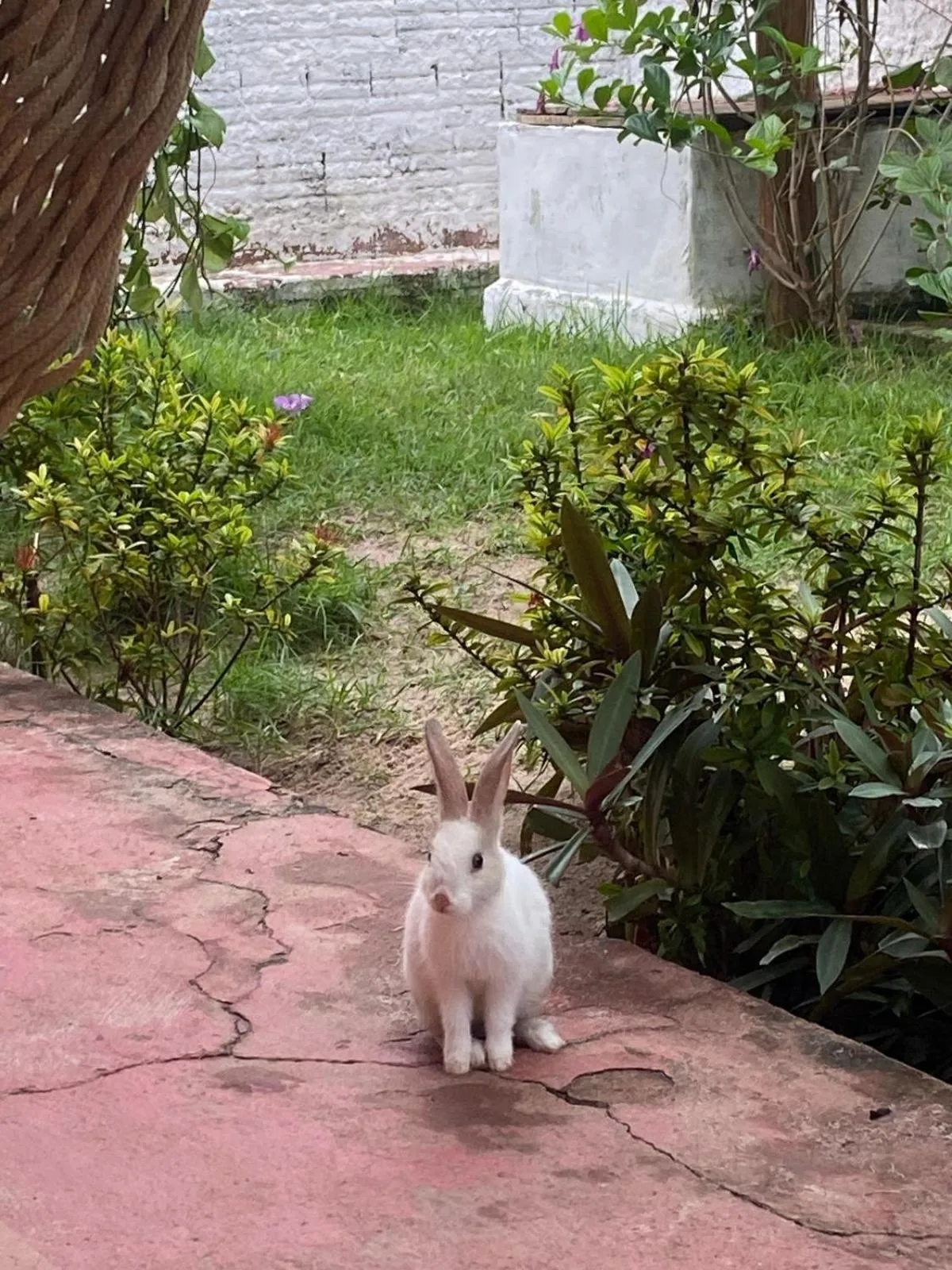 Pets in Pousada Vento Norte