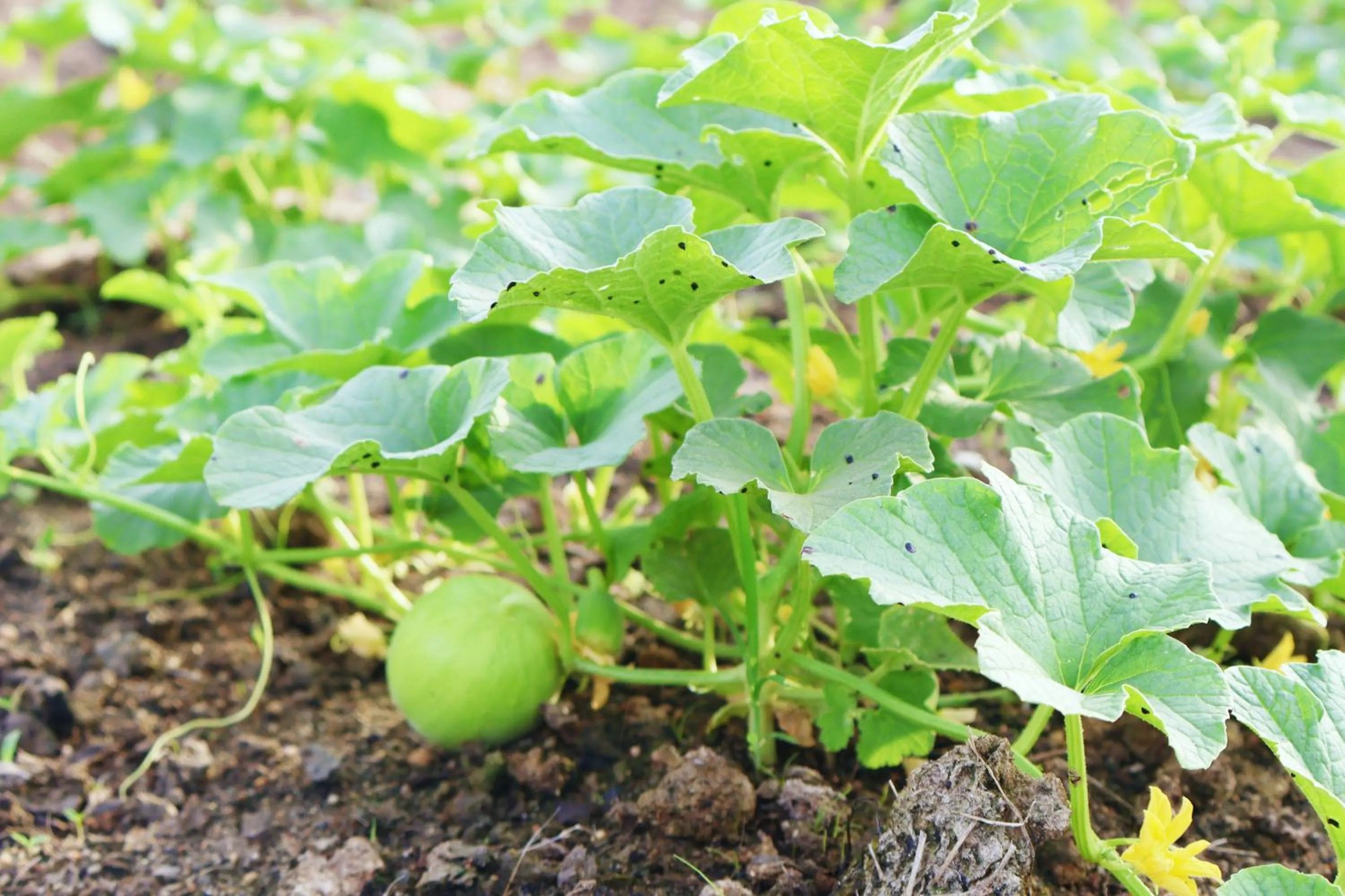 Garden in Aquamarine Cam Ranh - By Swandor