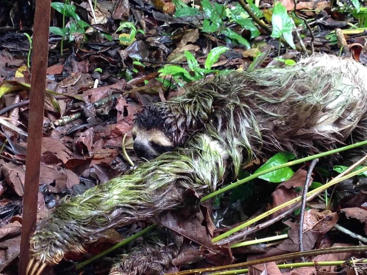 Animals in Mar Verde Lodge