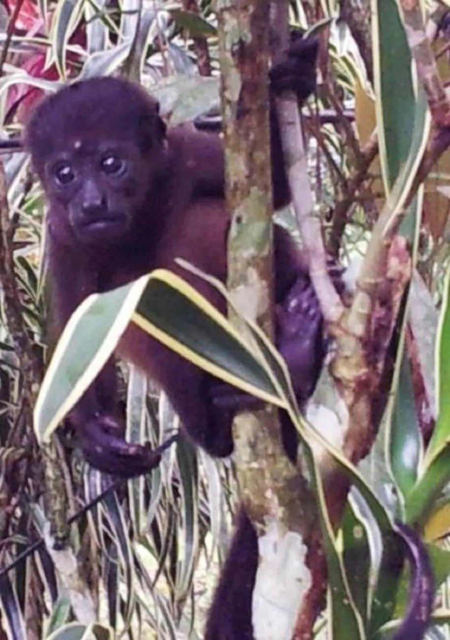 Animals in Mar Verde Lodge