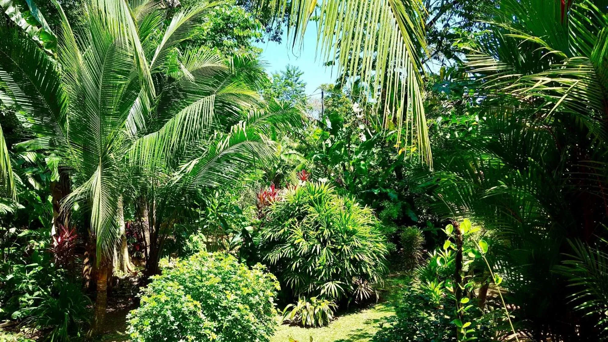 Garden in Mar Verde Lodge