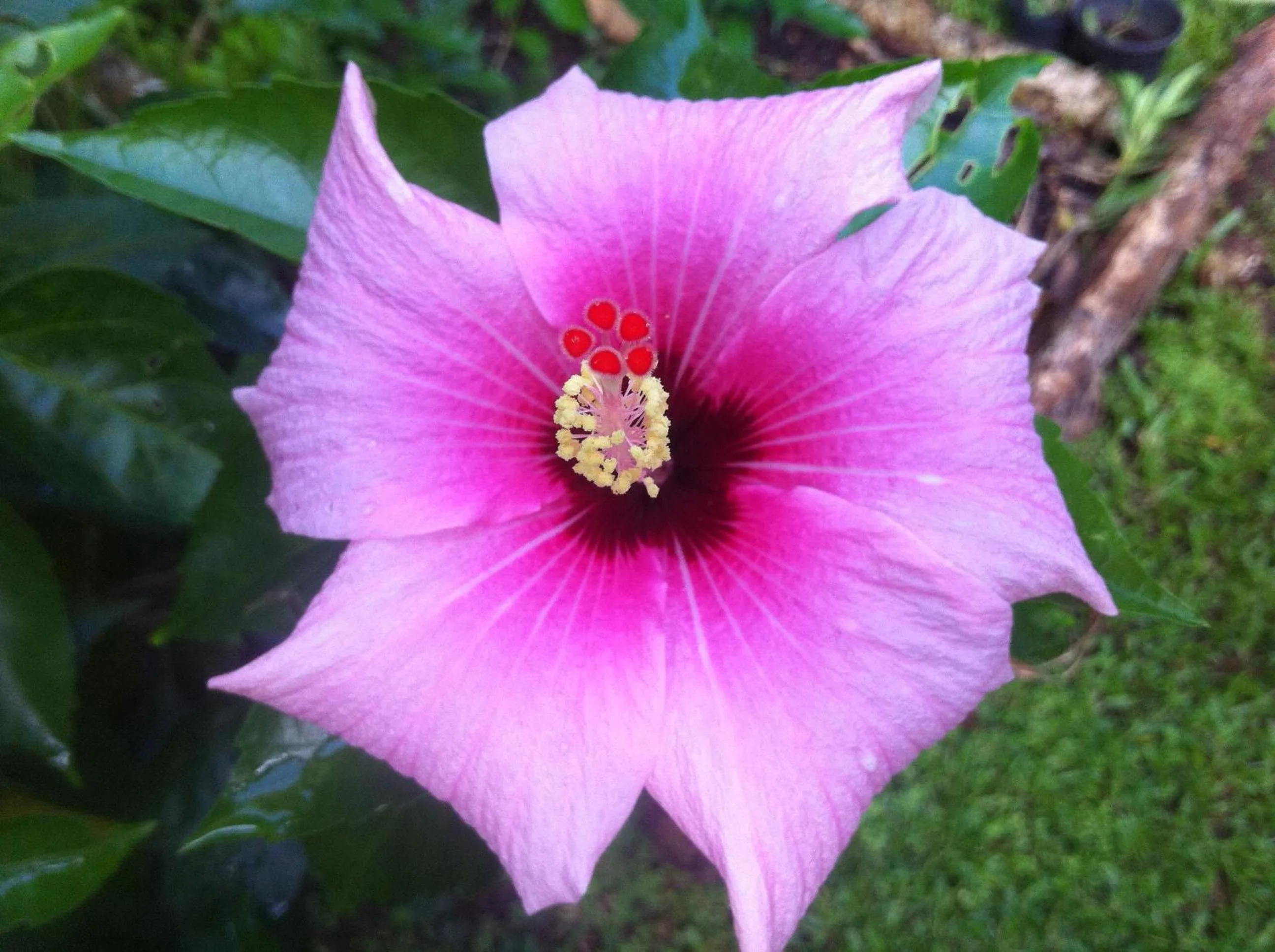 Spring in Mar Verde Lodge