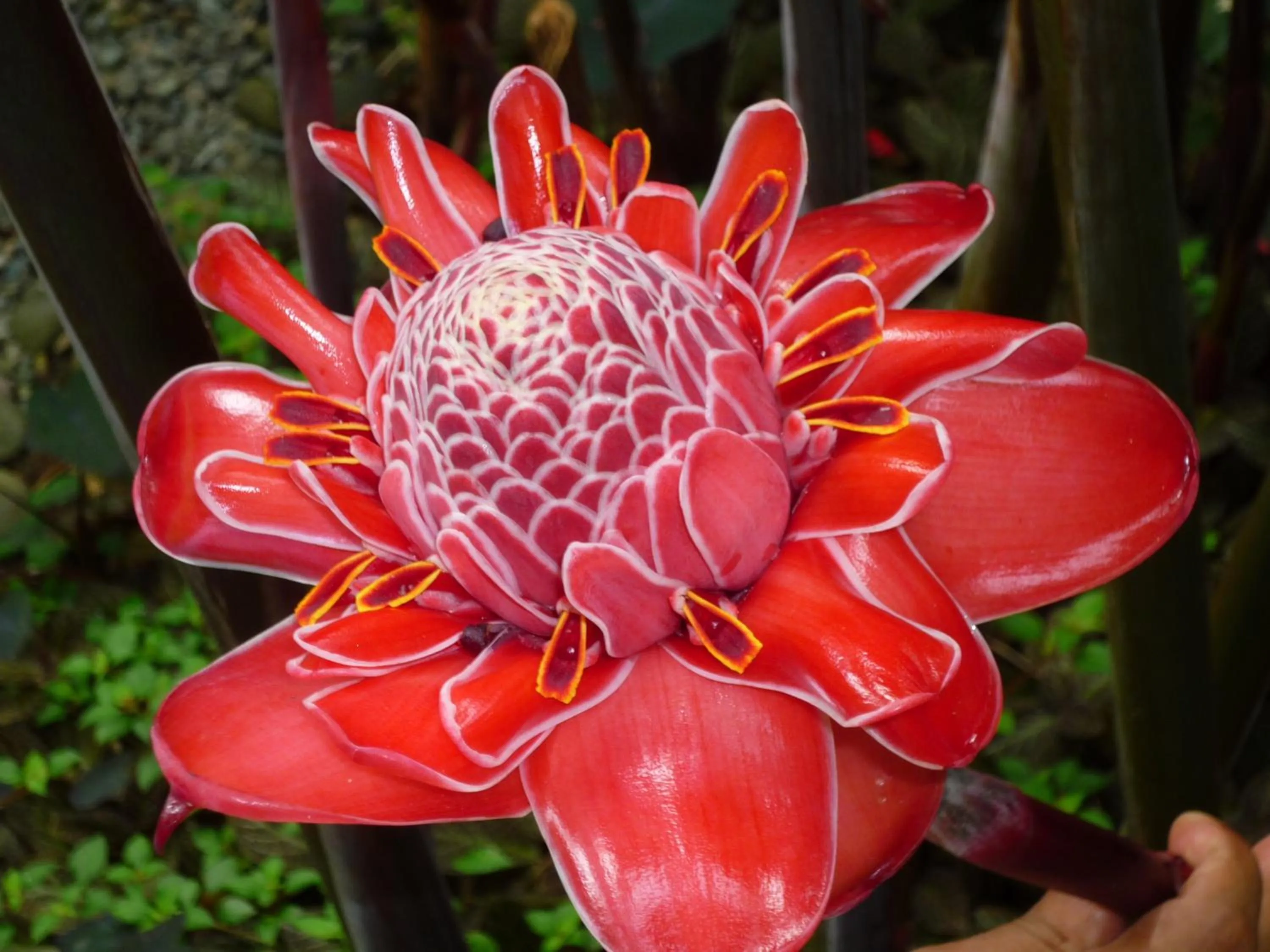 Spring in Mar Verde Lodge