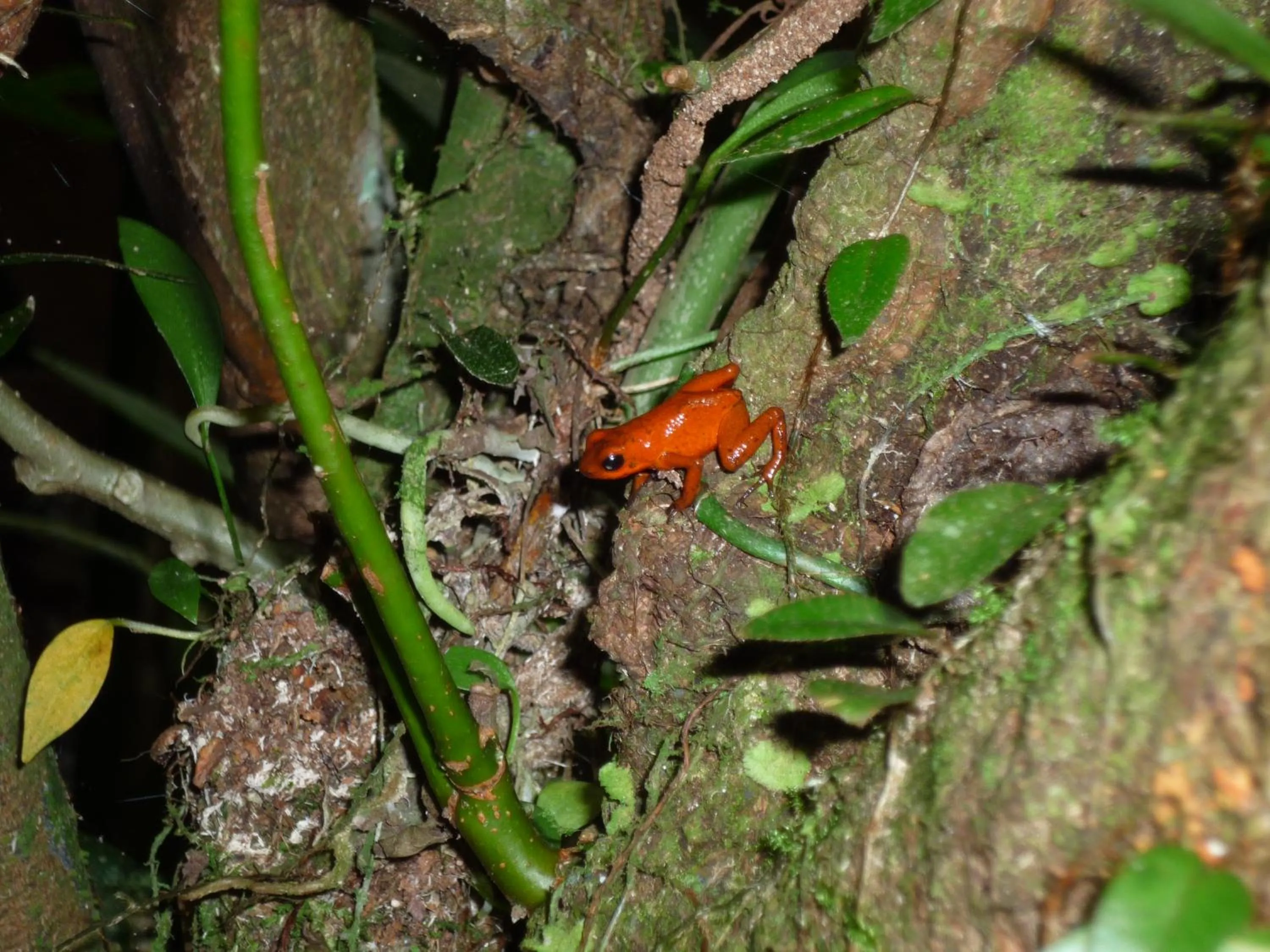 Other in Mar Verde Lodge