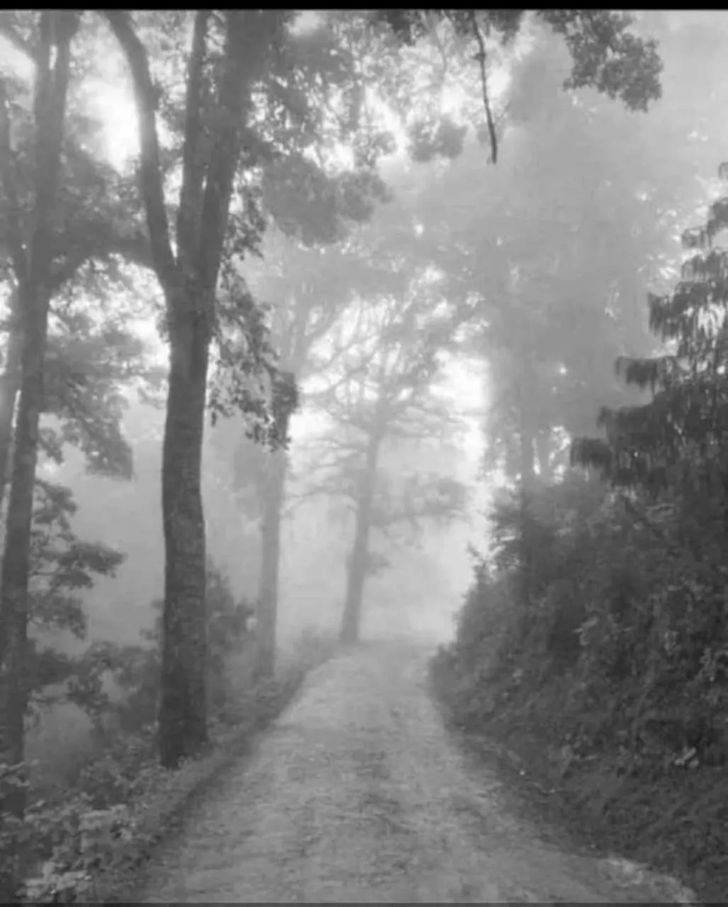 Natural landscape in Cabañas 5 Pinos