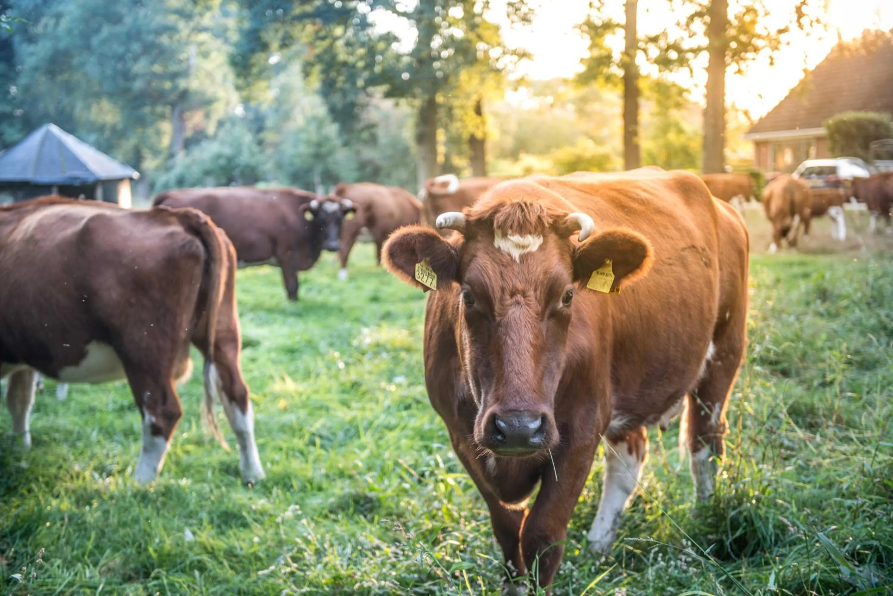 Property building in Erfgoed Bossem