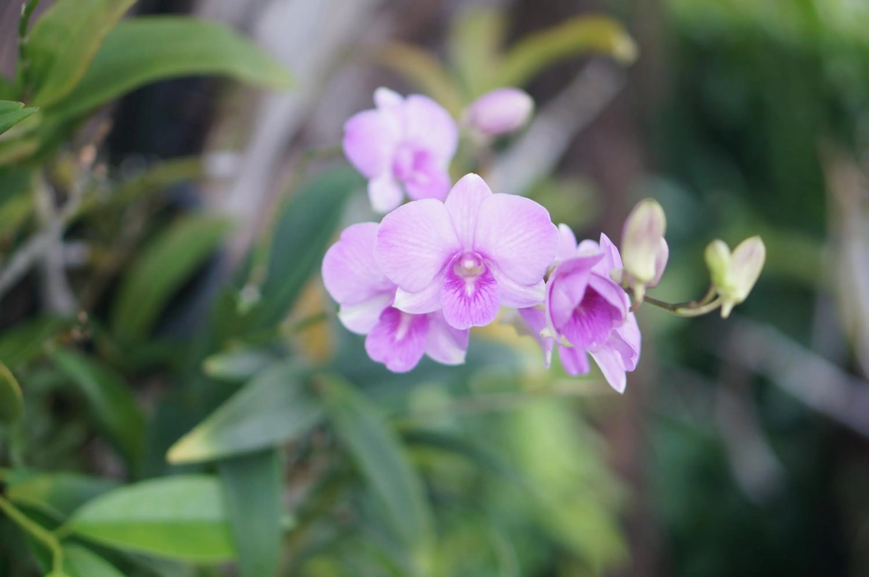 Garden in Thaihome Resort