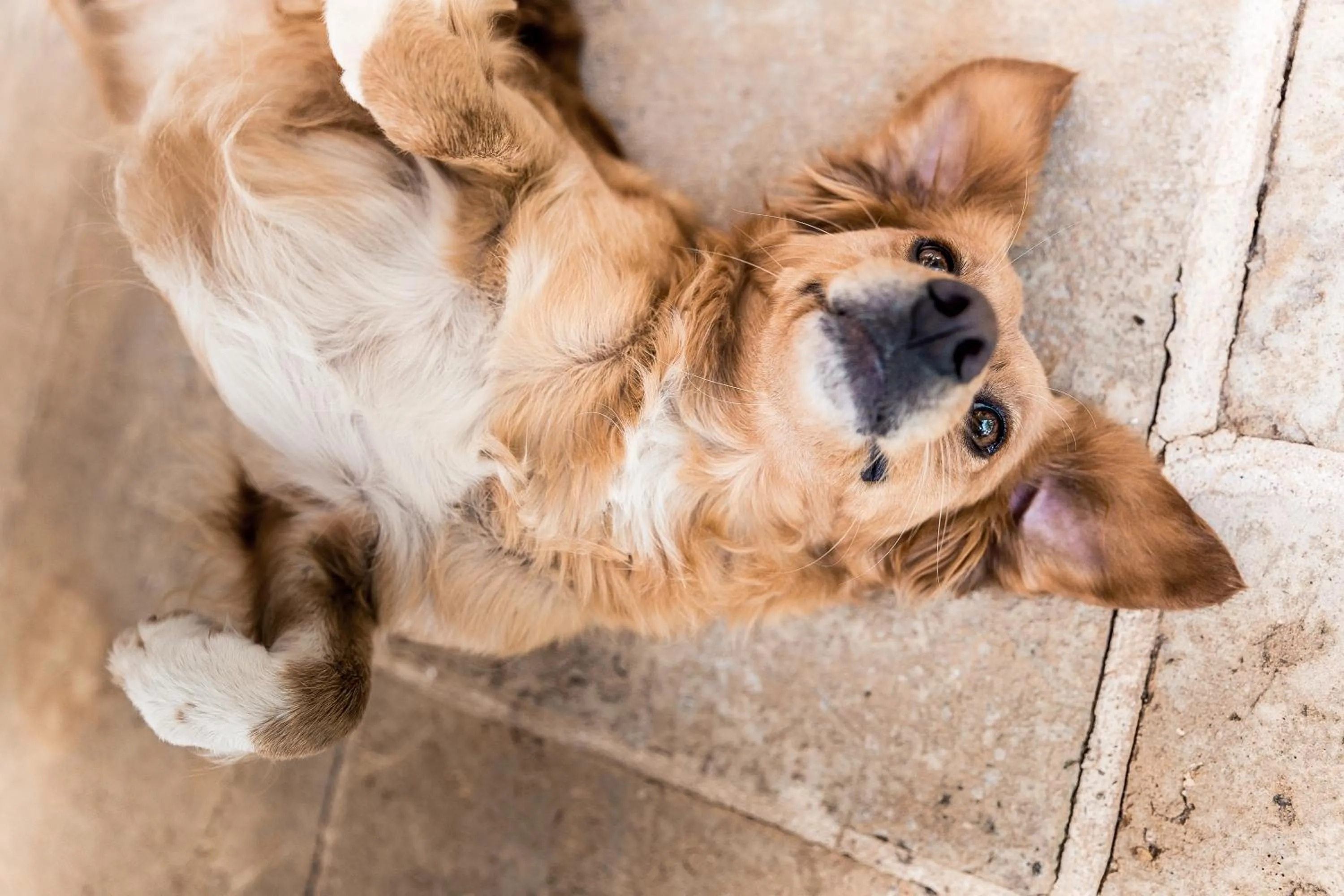 Pets in Masseria Prosperi